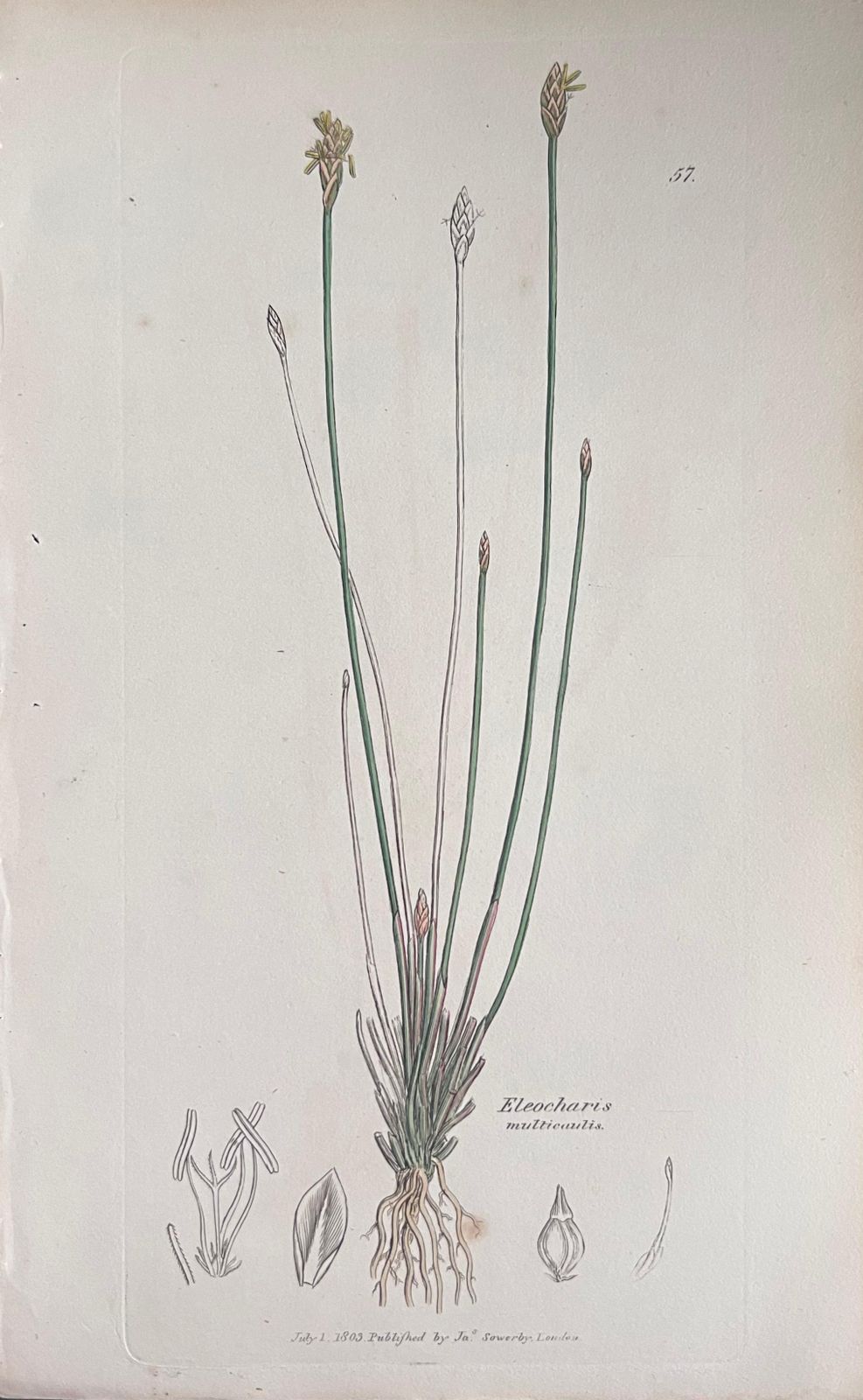 Unknownset Of Six Fine Antique British Hand Coloured Botanical Prints, Circa 1900'searly Mid 19th Century photo vinterior