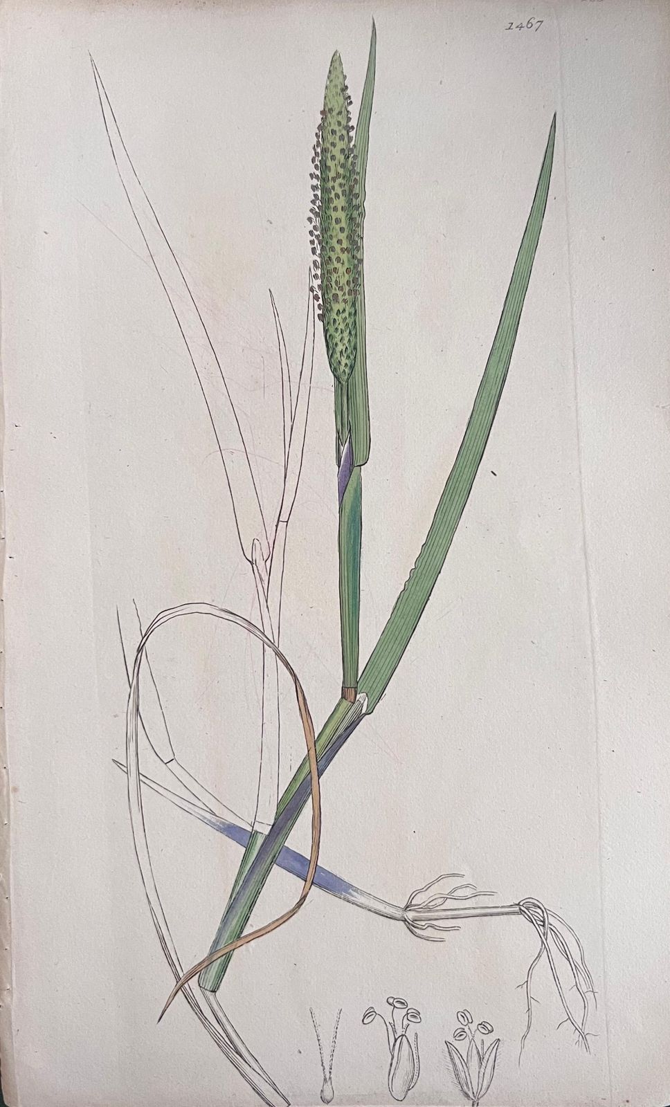 Unknownset Of Six Fine Antique British Hand Coloured Botanical Prints, Circa 1900'searly Mid 19th Century photo for sale
