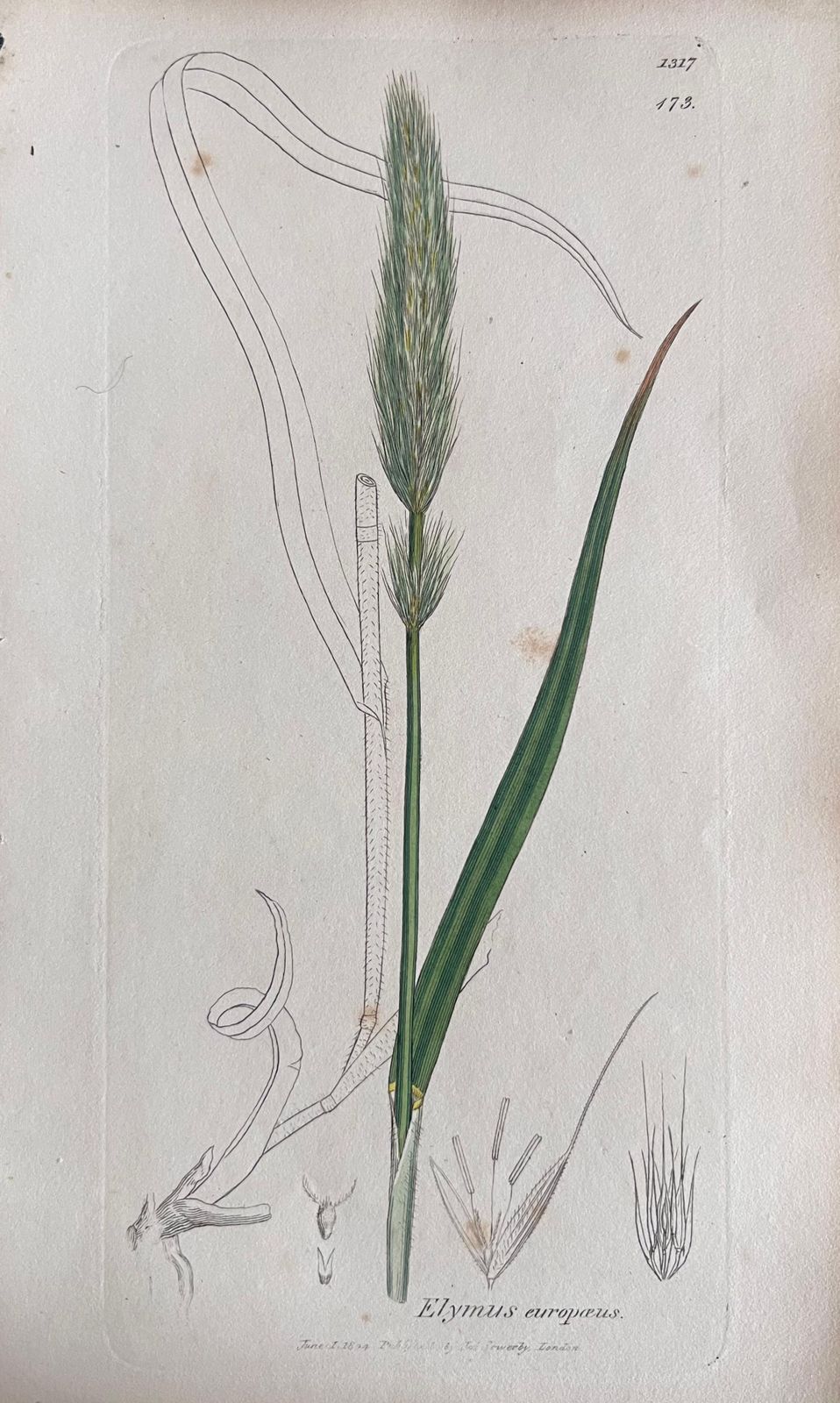 Unknownset Of Six Fine Antique British Hand Coloured Botanical Prints, Circa 1900'searly Mid 19th Century photo for sale