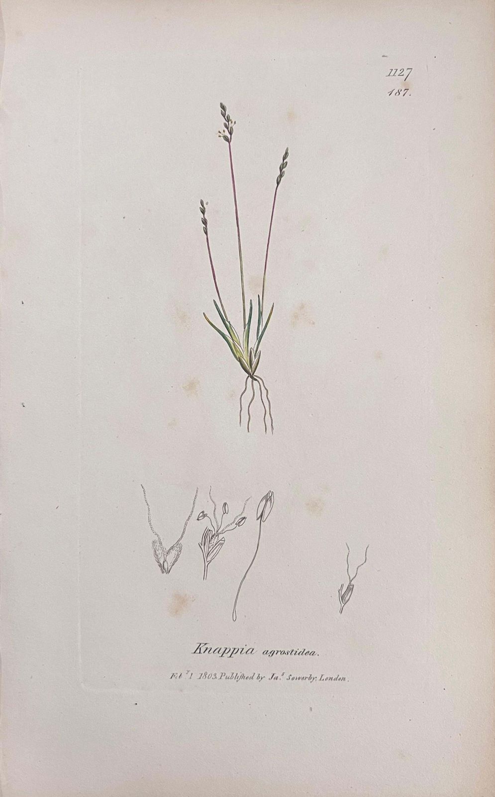 Unknownset Of Six Fine Antique British Hand Coloured Botanical Prints, Circa 1900'searly Mid 19th Century photo vinterior
