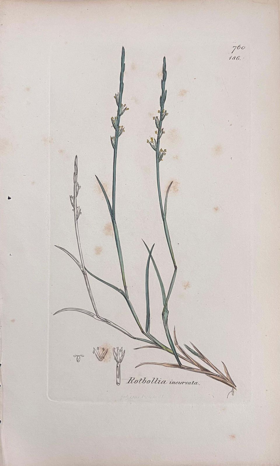 Unknownset Of Six Fine Antique British Hand Coloured Botanical Prints, Circa 1900'searly Mid 19th Century photo buy