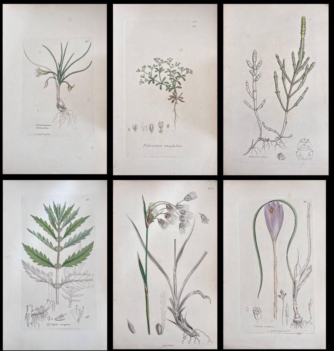 Unknownset Of Six Fine Antique British Hand Coloured Botanical Prints, Circa 1900'searly Mid 19th Century