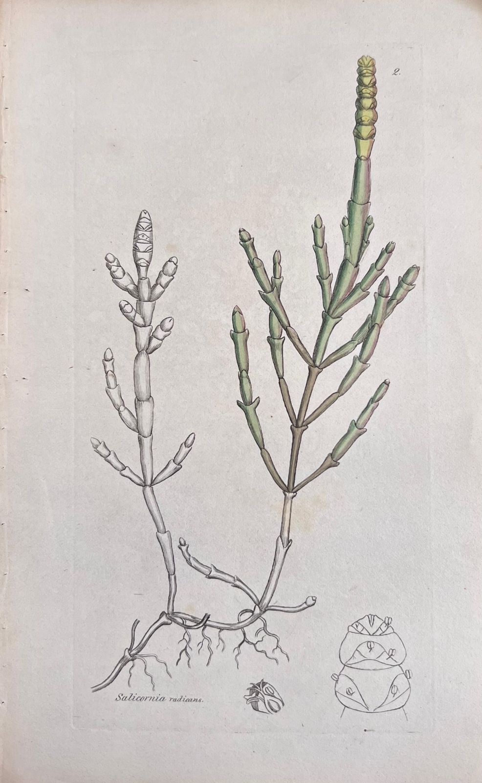 Unknownset Of Six Fine Antique British Hand Coloured Botanical Prints, Circa 1900'searly Mid 19th Century photo 408.0
