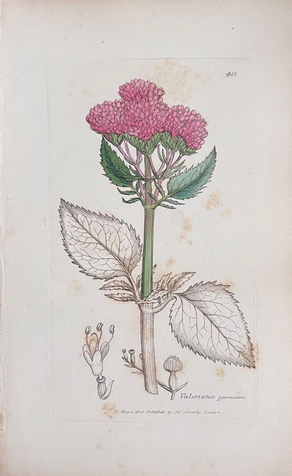 Unknownset Of Six Fine Antique British Hand Coloured Botanical Prints, Circa 1900'searly Mid 19th Century photo for sale