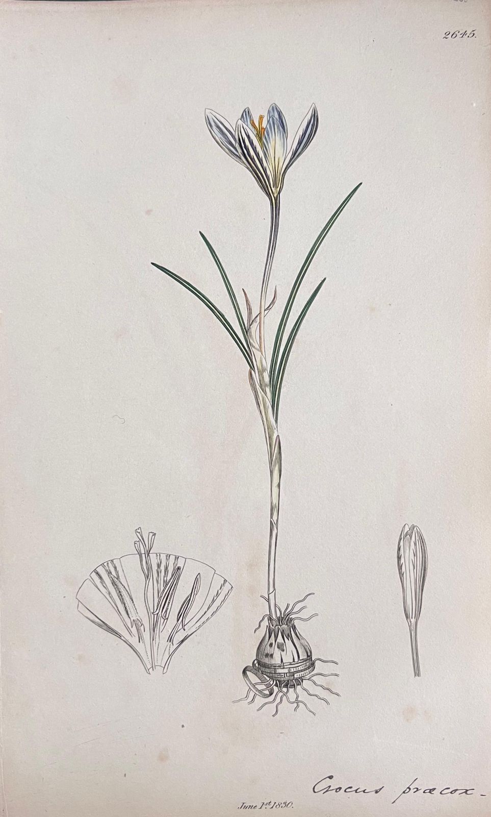 Unknownset Of Six Fine Antique British Hand Coloured Botanical Prints, Circa 1900'searly Mid 19th Century photo Art