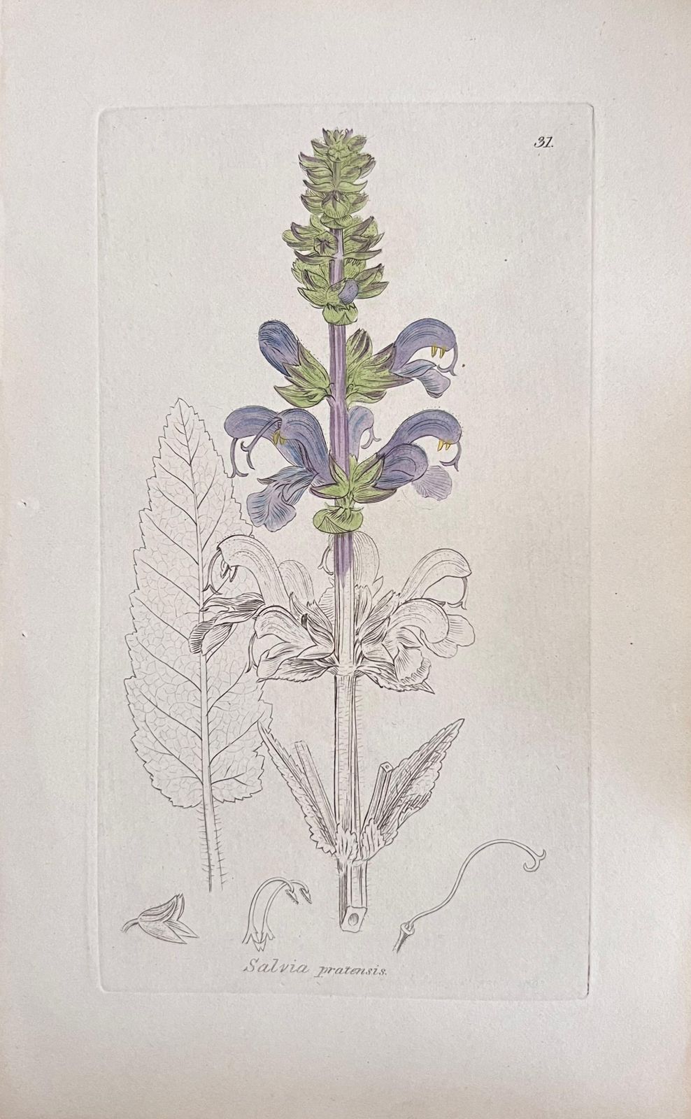 Unknownset Of Six Fine Antique British Hand Coloured Botanical Prints, Circa 1900'searly Mid 19th Century photo furniture