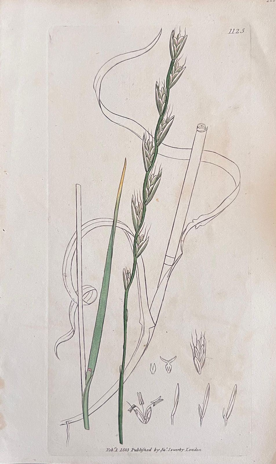 Unknownset Of Six Fine Antique British Botanical Paintings, Circa 1900'searly 19th Century photo for sale