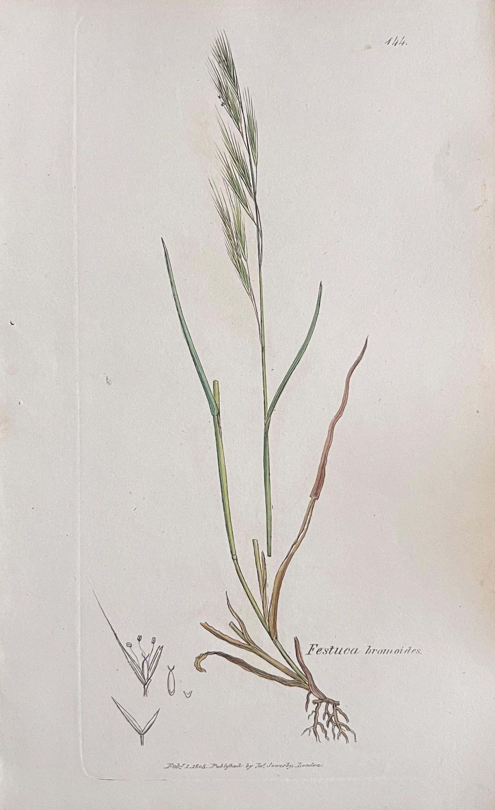 Unknownset Of Six Fine Antique British Hand Coloured Botanical Prints, Circa 1900'searly Mid 19th Century photo 407.0