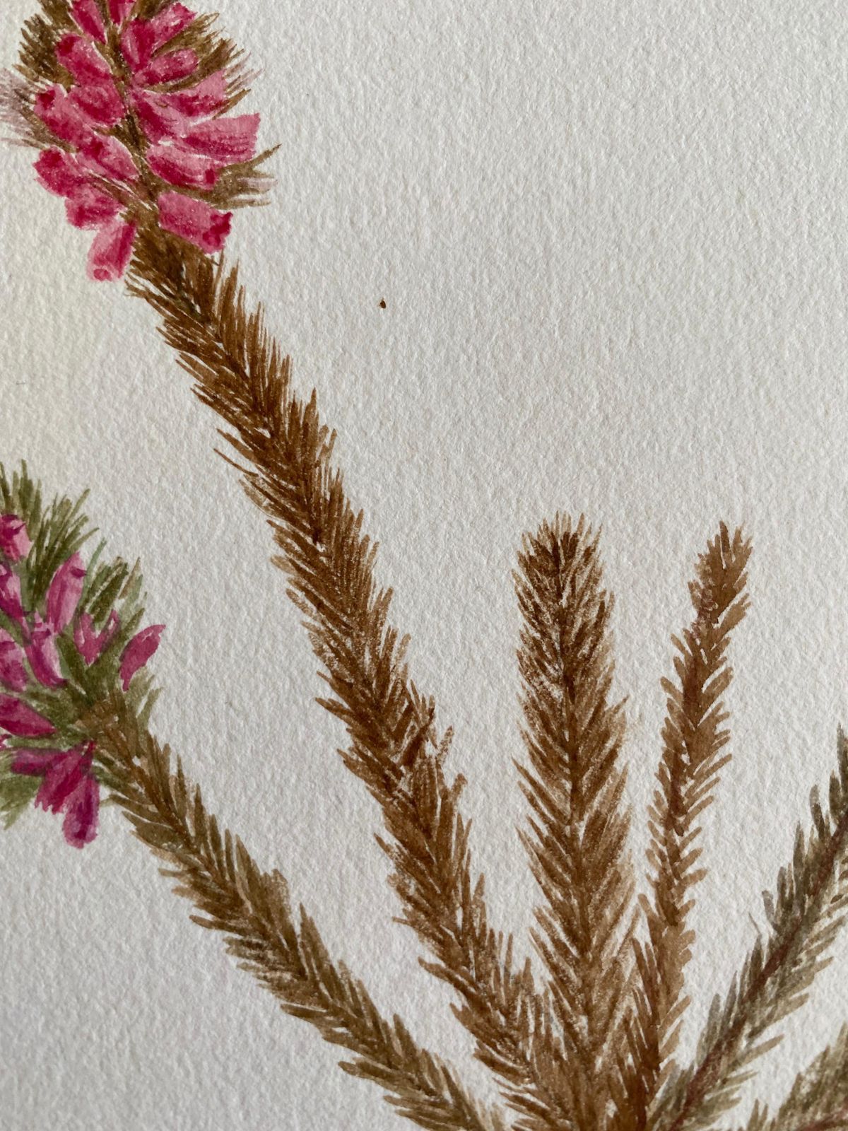 Unknownfine Antique British Botannical Watercolour Painting, Circa 1900'scirca 1900s photo Art