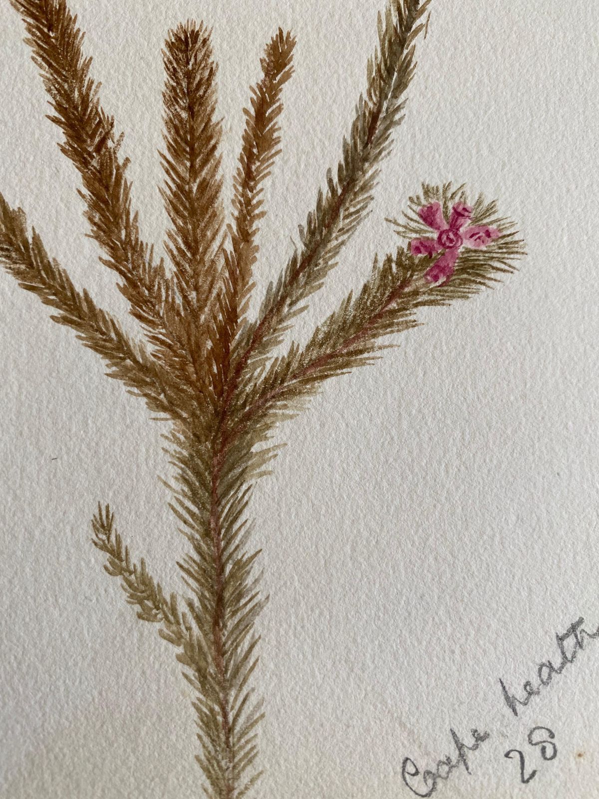 Unknownfine Antique British Botannical Watercolour Painting, Circa 1900'scirca 1900s photo 168.0
