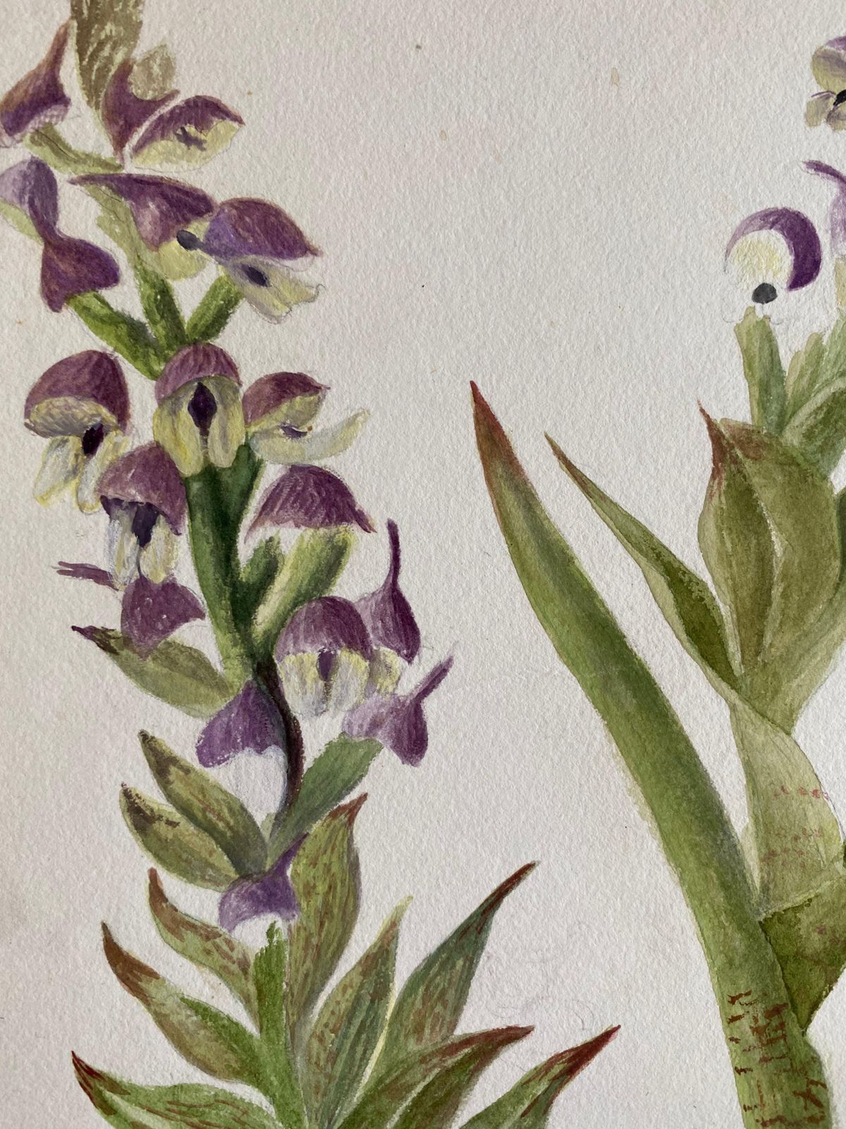 Unknownfine Antique British Botannical Watercolour Painting, Circa 1900'scirca 1900s photo Art