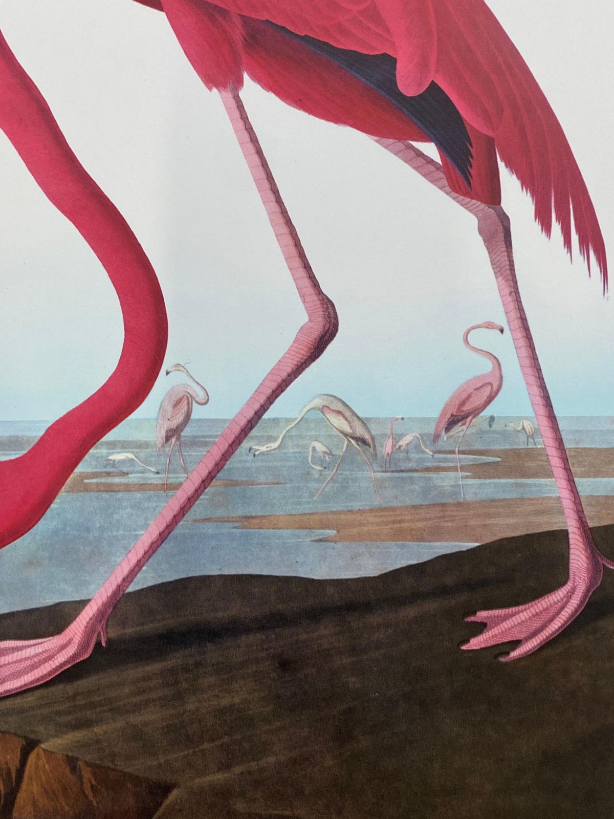 Unknownlarge Classical Bird Color Print After John James Audubon, American Flamingo20th Century photo vinterior