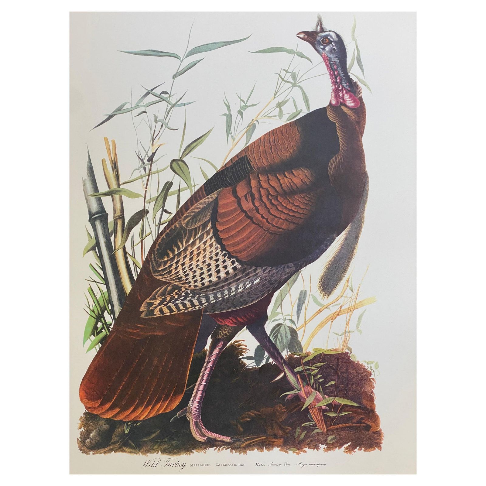 Unknownlarge Classical Bird Color Print After John James Audubon, Wild Turkey20th Century