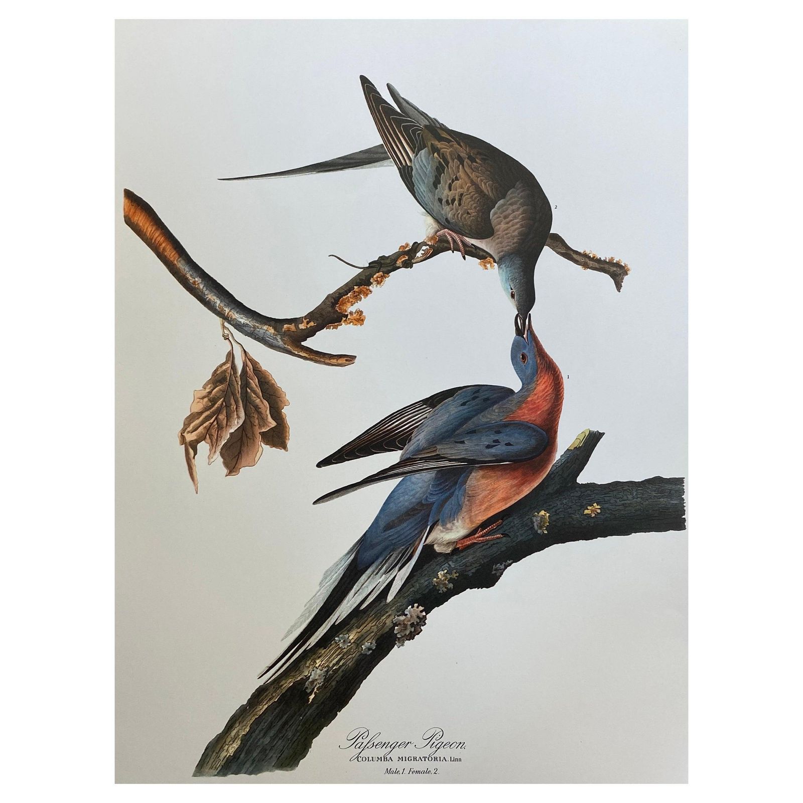 Unknownlarge Classical Bird Color Print After John James Audubon, Passenger Pigeon20th Century