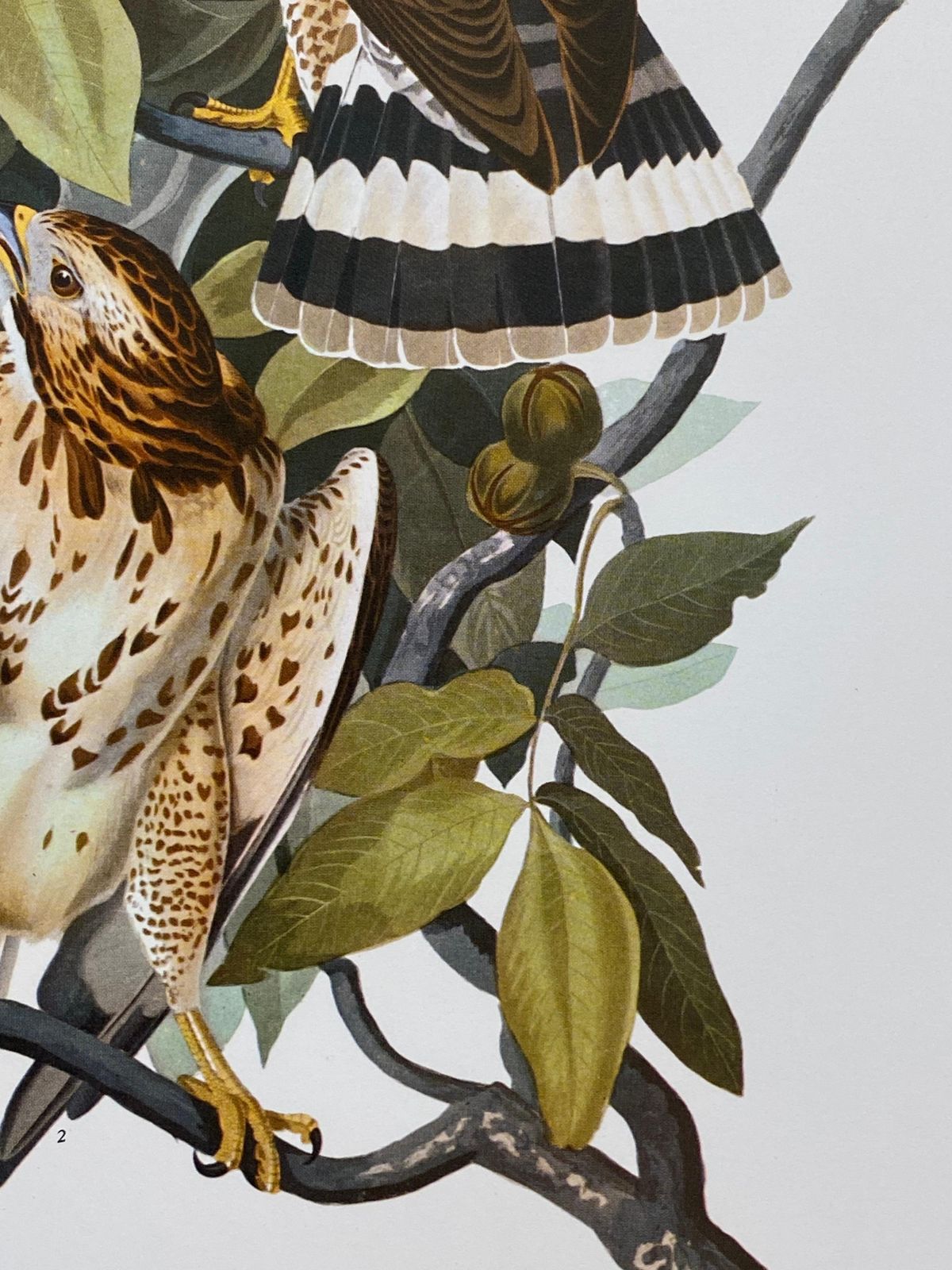 Unknownlarge Classical Bird Color Print After John James Audubon, Cat Bird20th Century photo 138.0