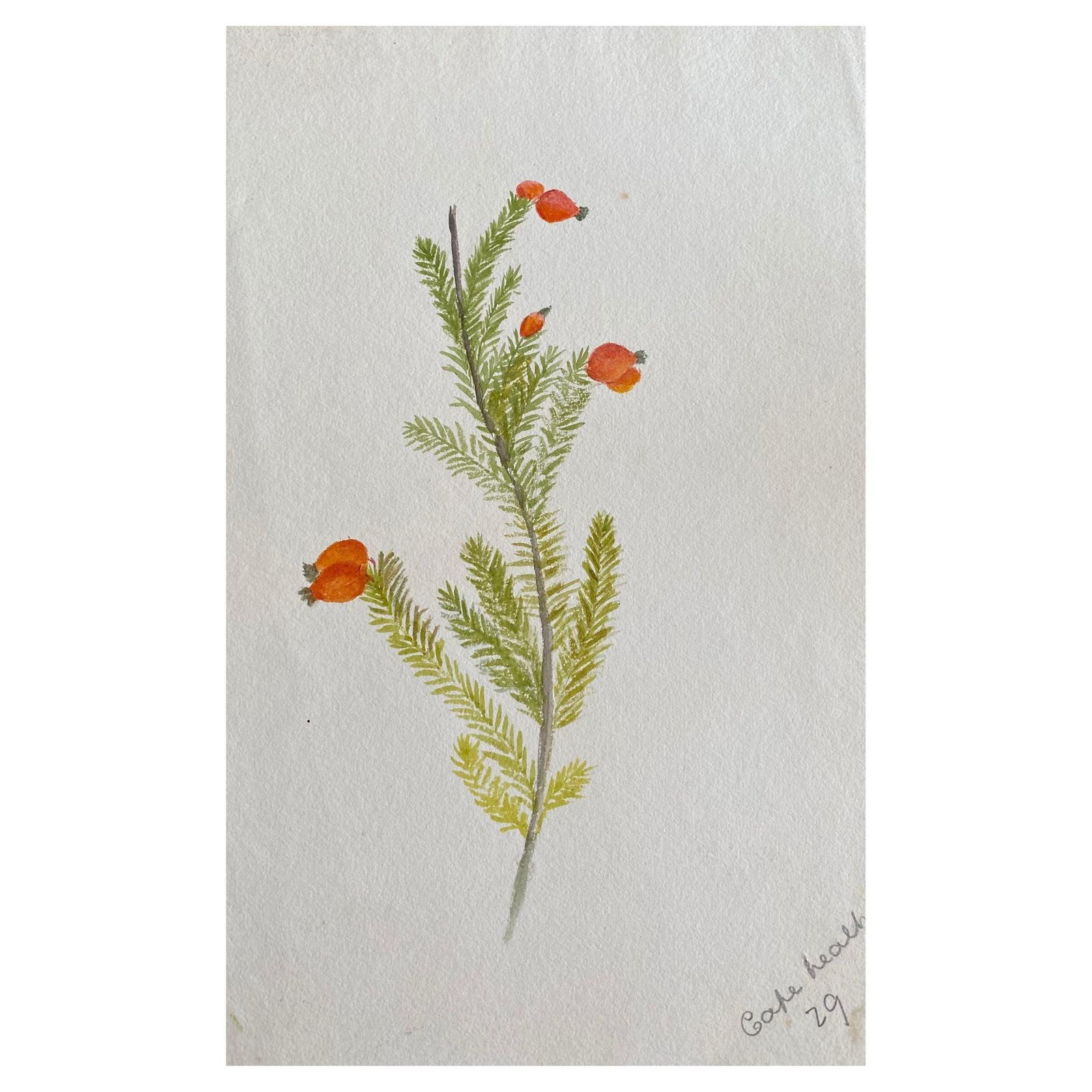 Unknownfine Antique British Botannical Watercolour Painting, Circa 1900'scirca 1900s