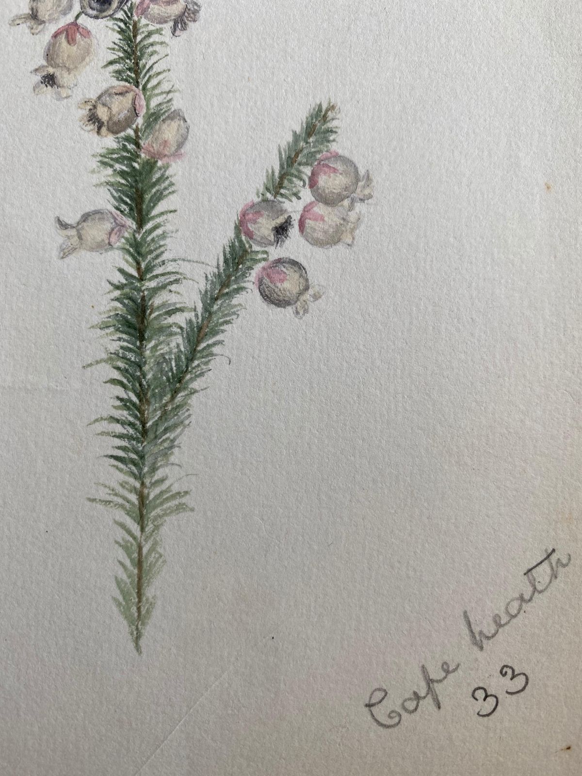 Unknownfine Antique British Botannical Plant Watercolour Painting, Circa 1900'scirca 1900s photo 127.0