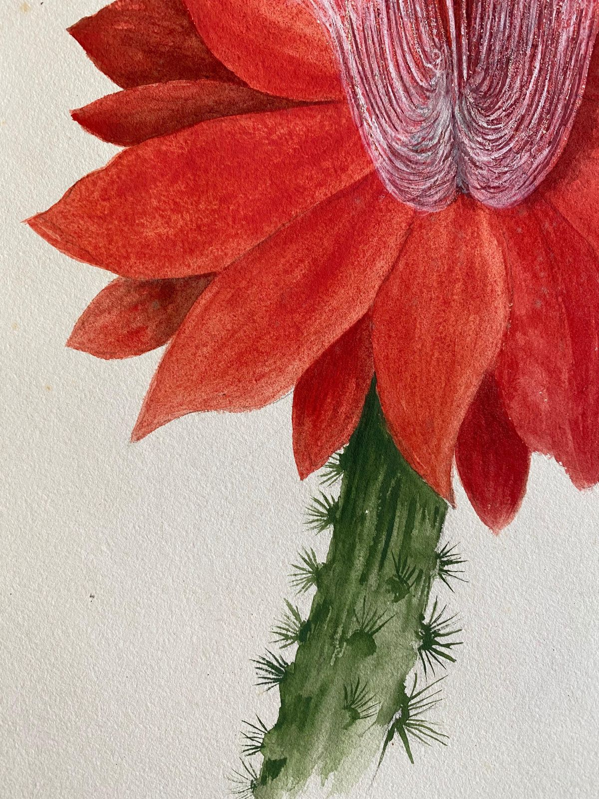 Unknownfine Antique British Botannical Watercolour Painting, Circa 1900's Red Flowercirca 1900s photo Art