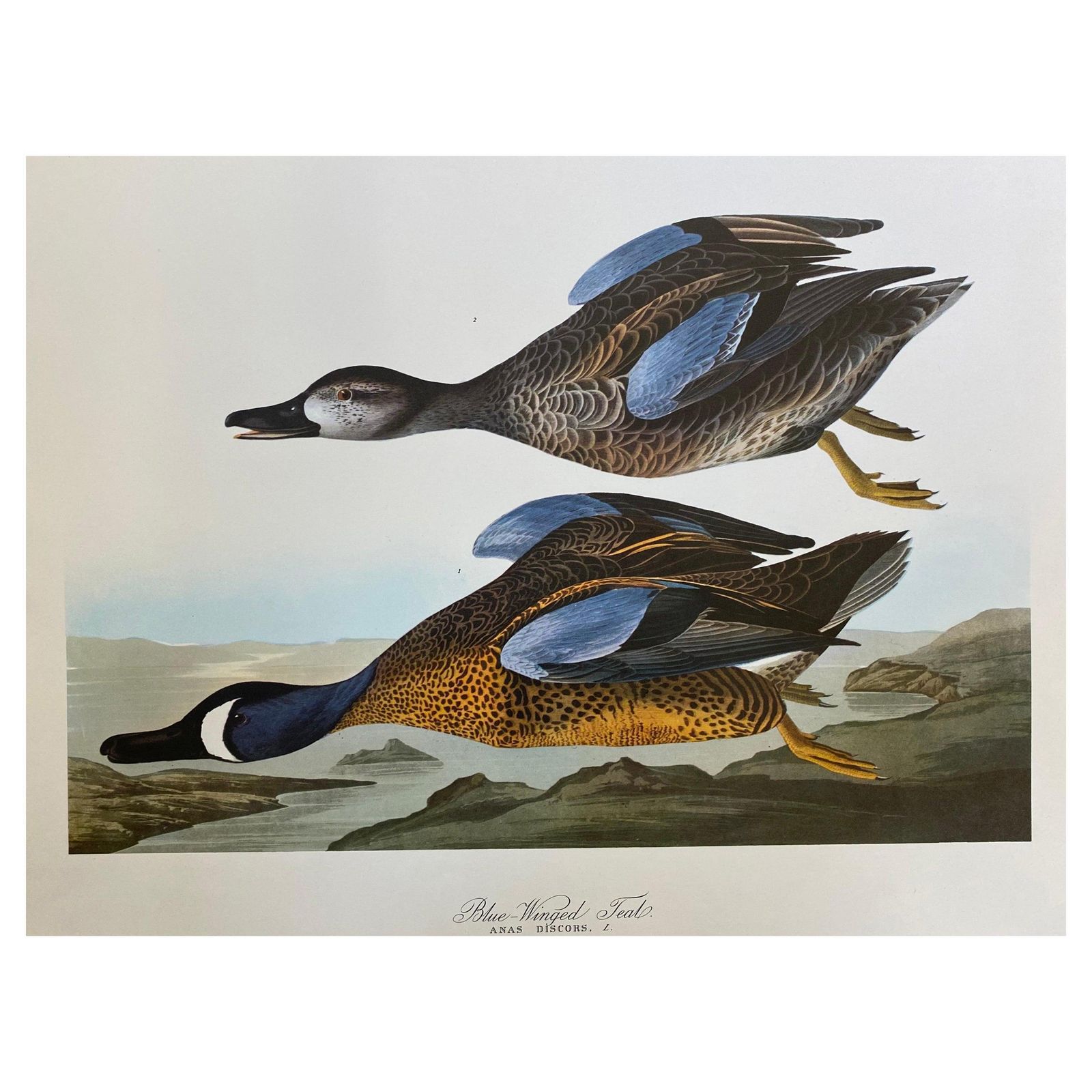 Unknownlarge Classical Bird Color Print After John James Audubon, Blue Winged Teal20th Century