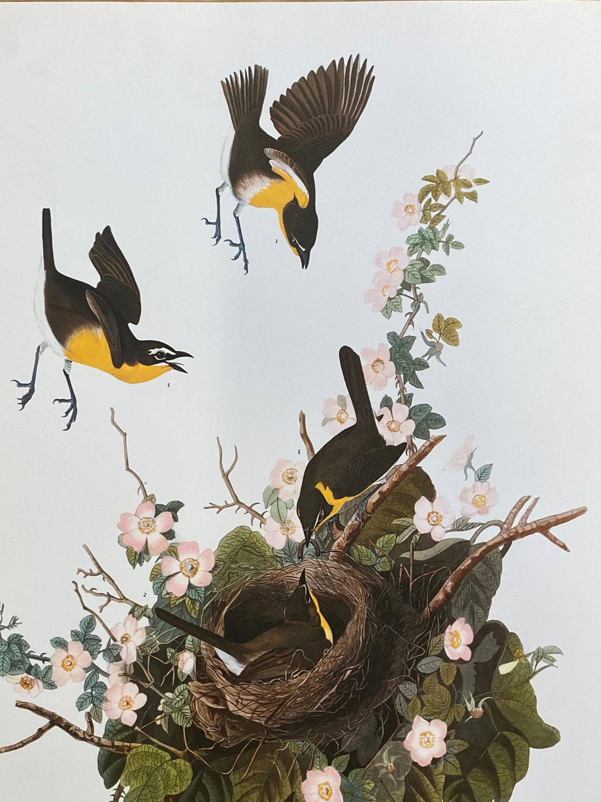 Unknownlarge Classical Bird Color Print After John James Audubon, Yellow Breasted Chat20th Century photo furniture