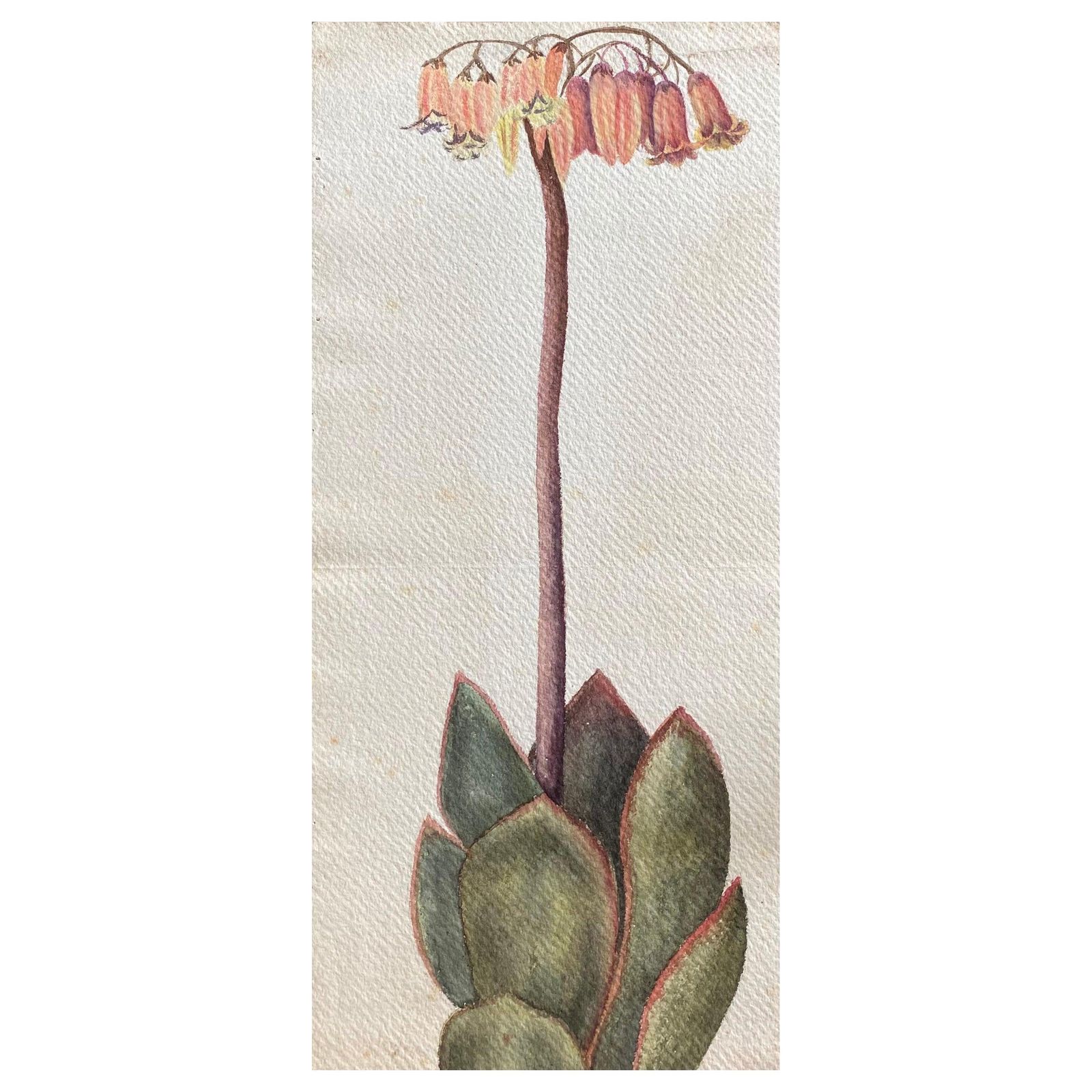 Unknownfine Antique British Botannical Flower Watercolour Painting, Circa 1900'scirca 1900s