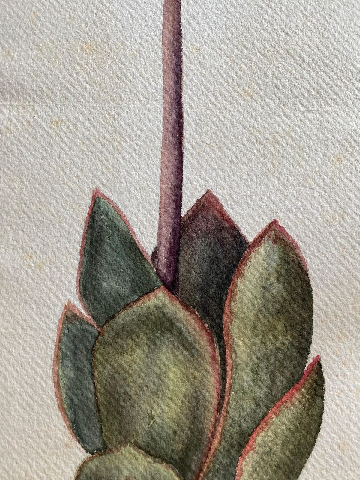 Unknownfine Antique British Botannical Flower Watercolour Painting, Circa 1900'scirca 1900s photo furniture
