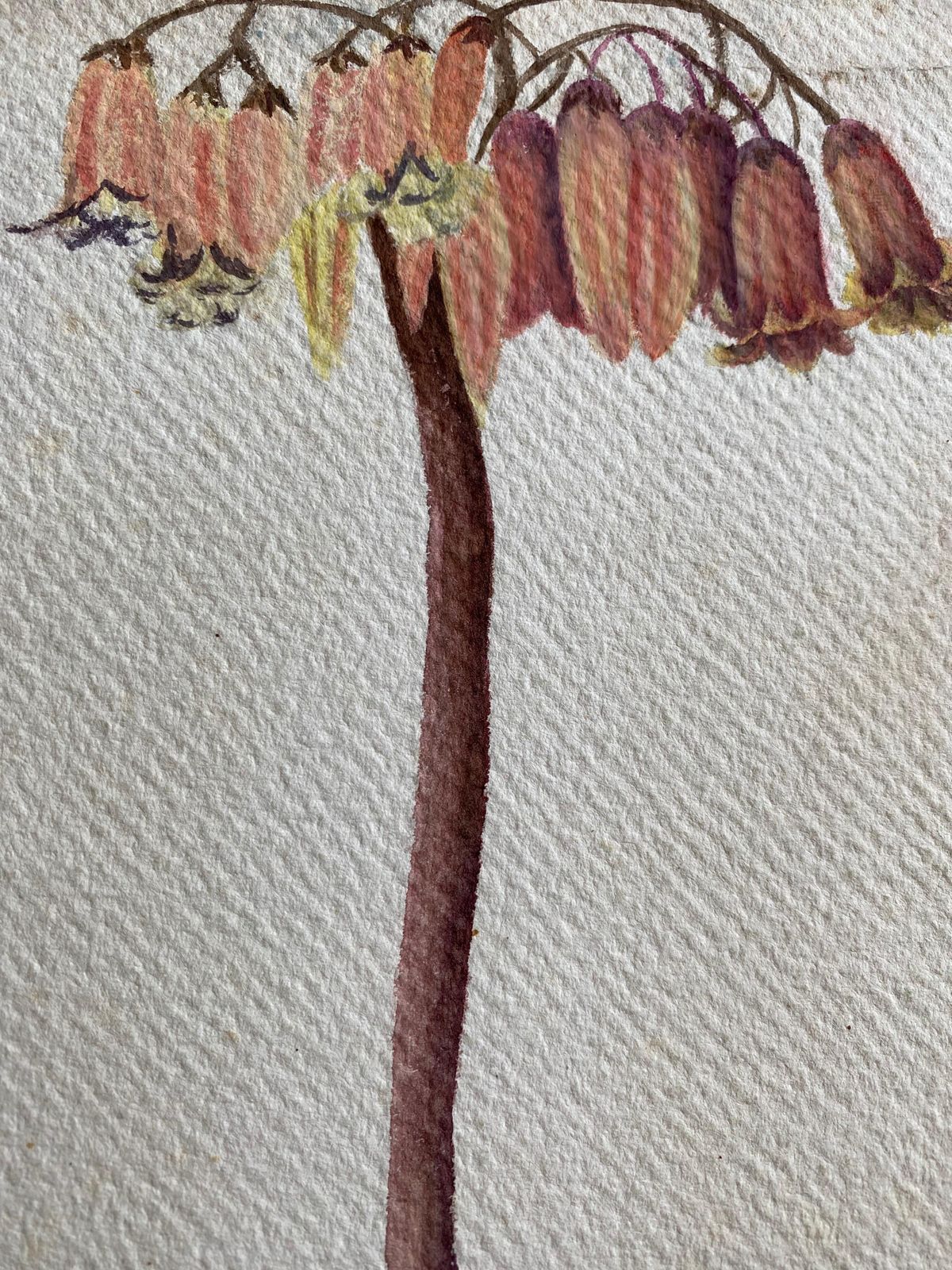 Unknownfine Antique British Botannical Flower Watercolour Painting, Circa 1900'scirca 1900s photo 229.0