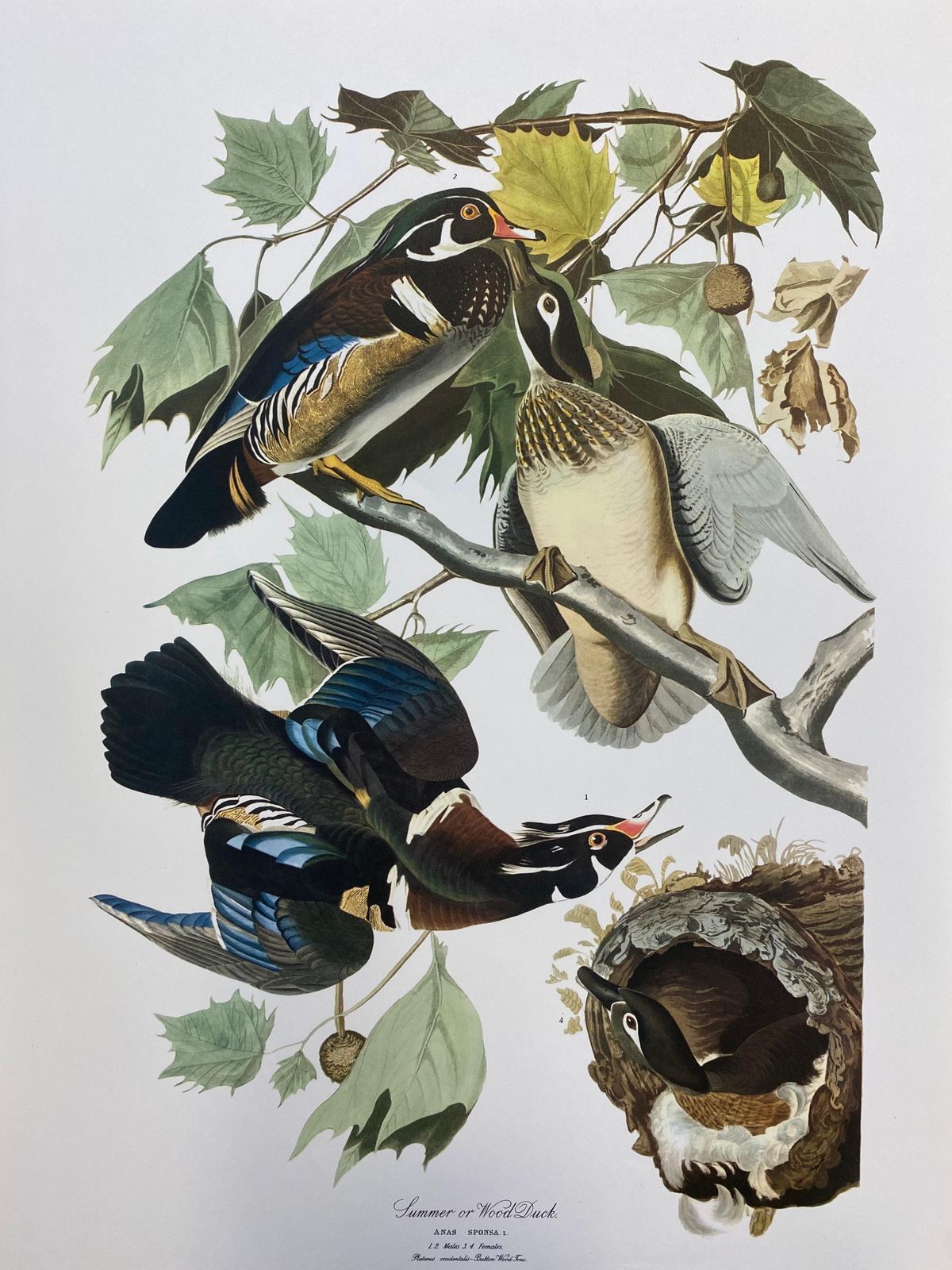 Unknownlarge Classical Bird Color Print After John James Audubon, Summer Or Woodduck20th Century photo furniture