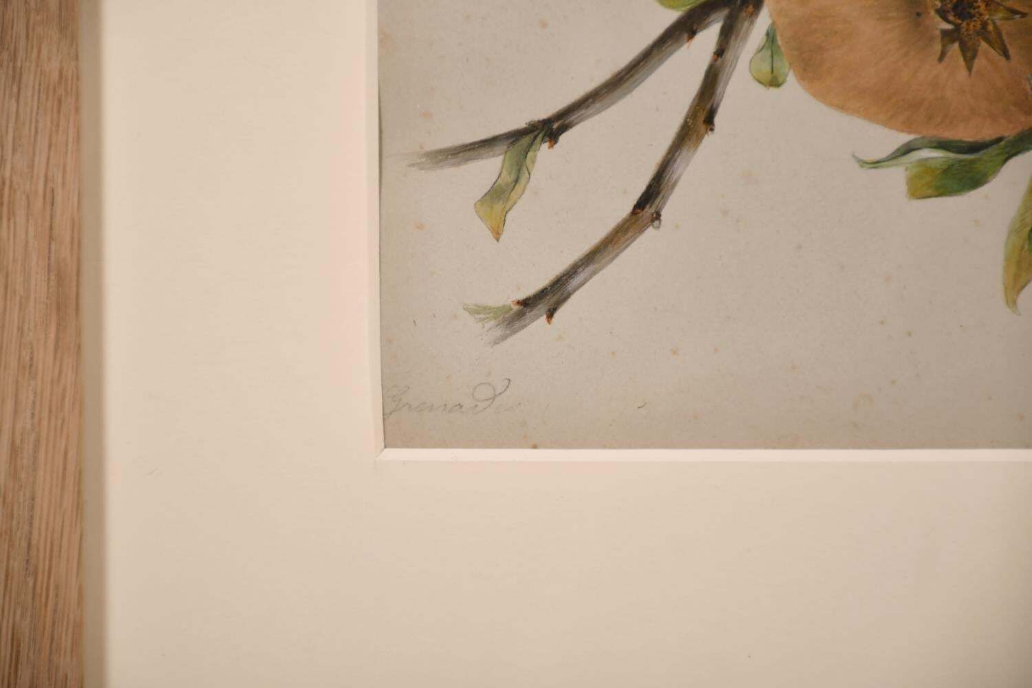 Unknownfine 19thc Botannical Watercolour Drawing   Two Red & Green Apples & Branchcirca 1860s photo furniture
