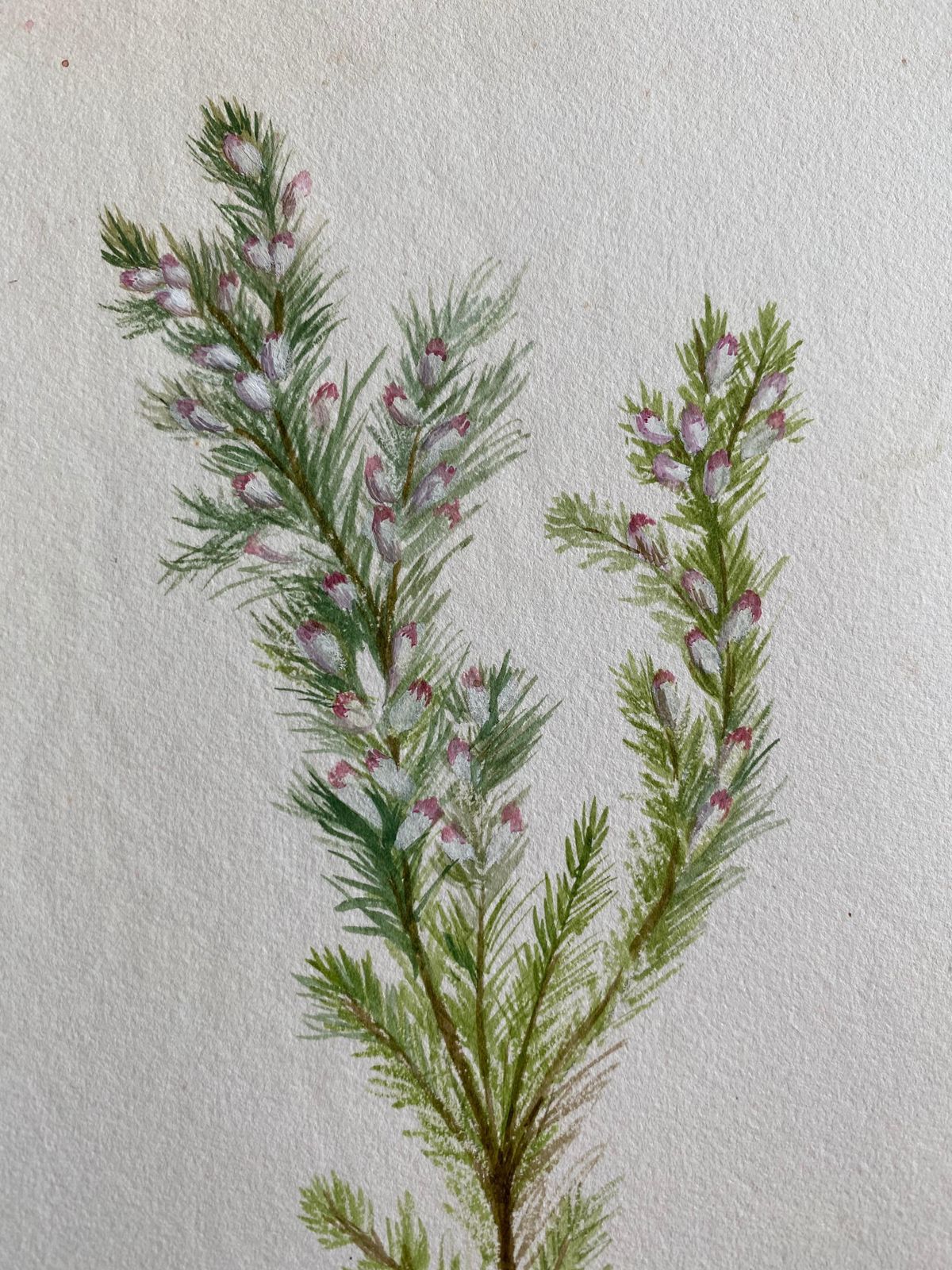 Unknownfine Antique British Botannical Watercolour Painting, Circa 1900'scirca 1900s photo Art
