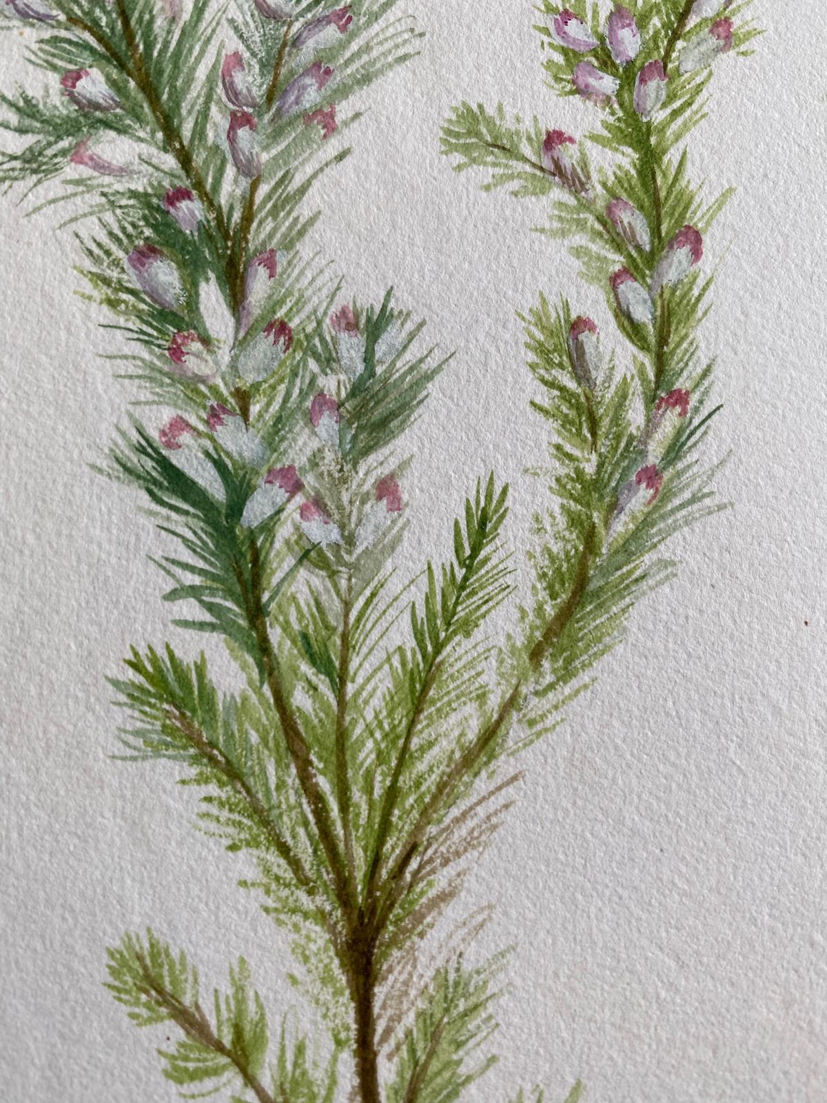 Unknownfine Antique British Botannical Watercolour Painting, Circa 1900'scirca 1900s photo vinterior