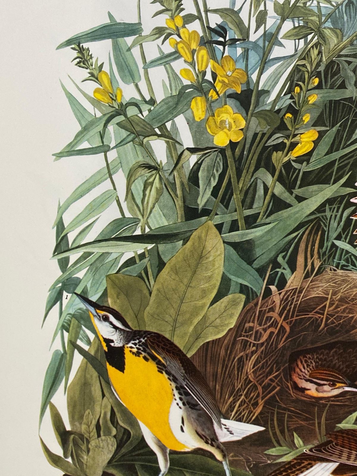 Unknownlarge Classical Bird Color Print After John James Audubon, Meadow Lark20th Century photo 138.0