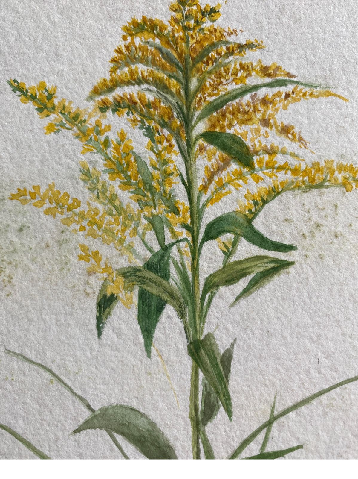 Unknownfine Antique British Botannical Watercolour Painting, Circa 1900's, Yellowscirca 1900s photo furniture