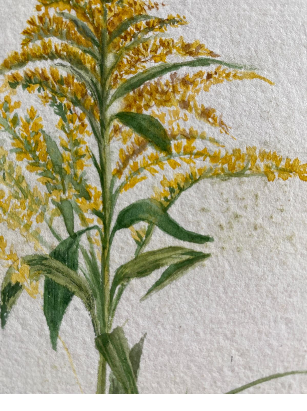 Unknownfine Antique British Botannical Watercolour Painting, Circa 1900's, Yellowscirca 1900s photo Art