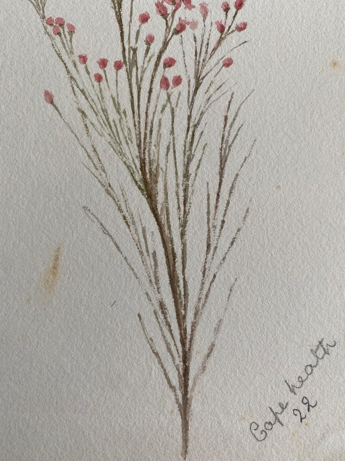 Unknownfine Antique British Botannical Watercolour Painting, Circa 1900'scirca 1900s photo for sale