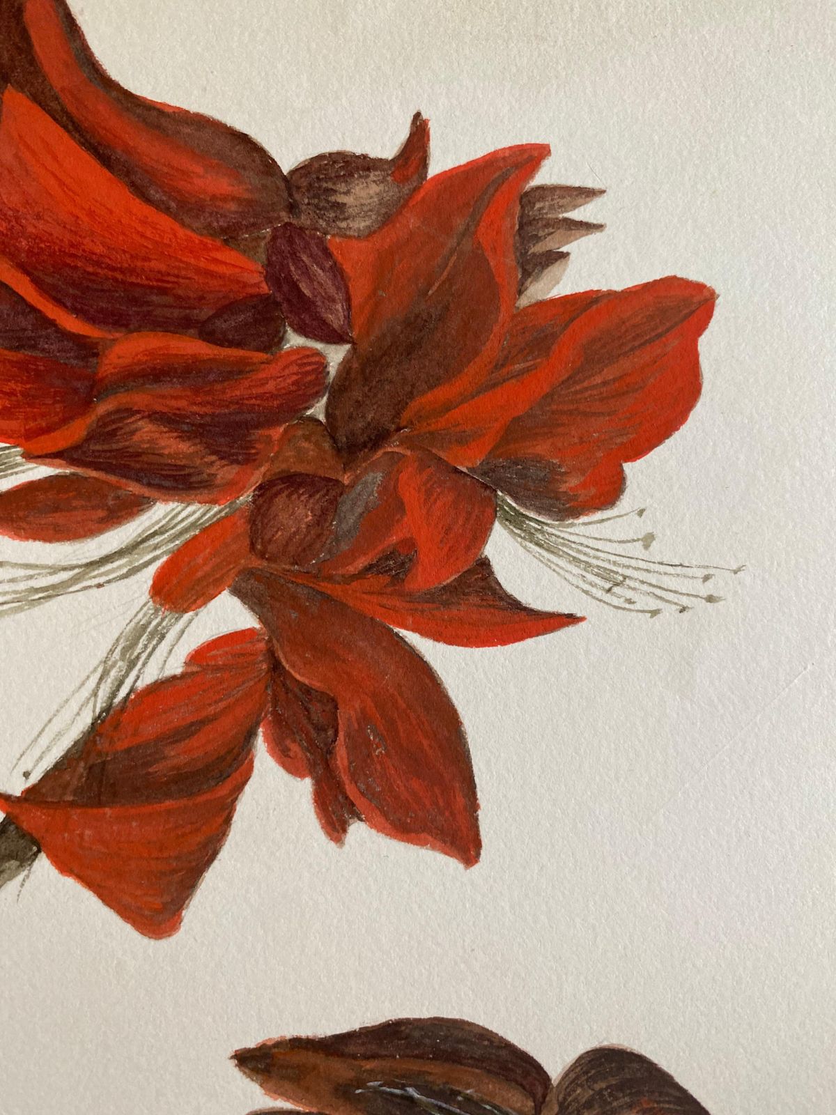 Unknownfine Antique British Botannical Watercolour Painting, Circa 1900's Red Flowercirca 1900s photo for sale