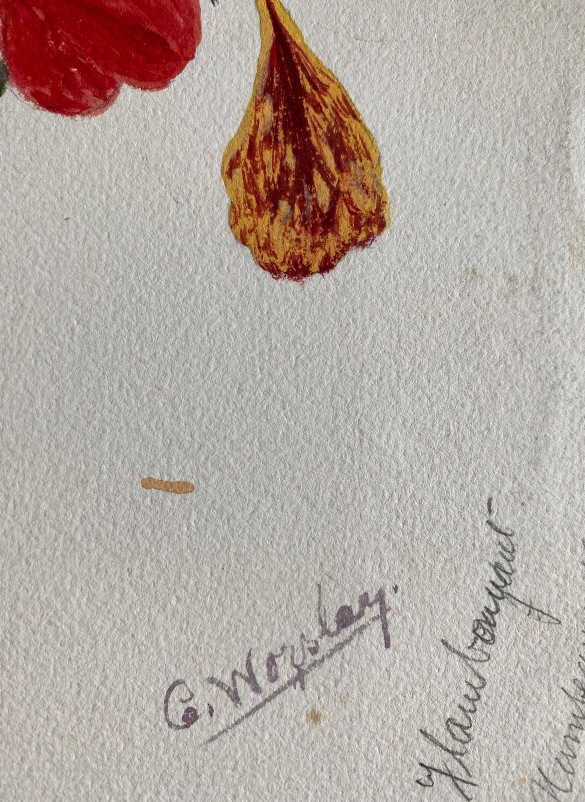Unknownfine Antique British Botannical Watercolour Painting, Circa 1900's Red Flowerscirca 1900s photo Art