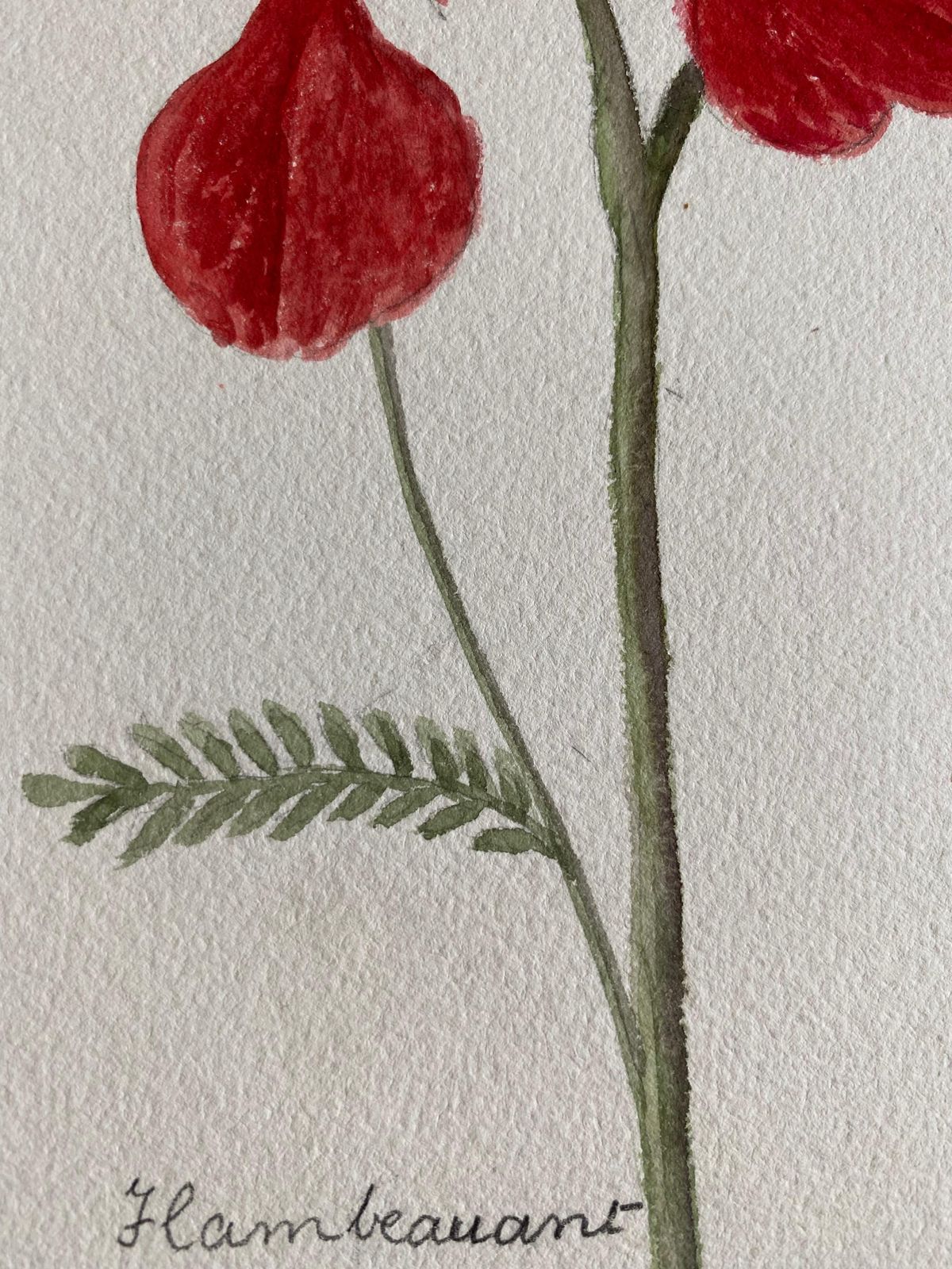Unknownfine Antique British Botannical Watercolour Painting, Circa 1900's Red Flowerscirca 1900s photo 250.0