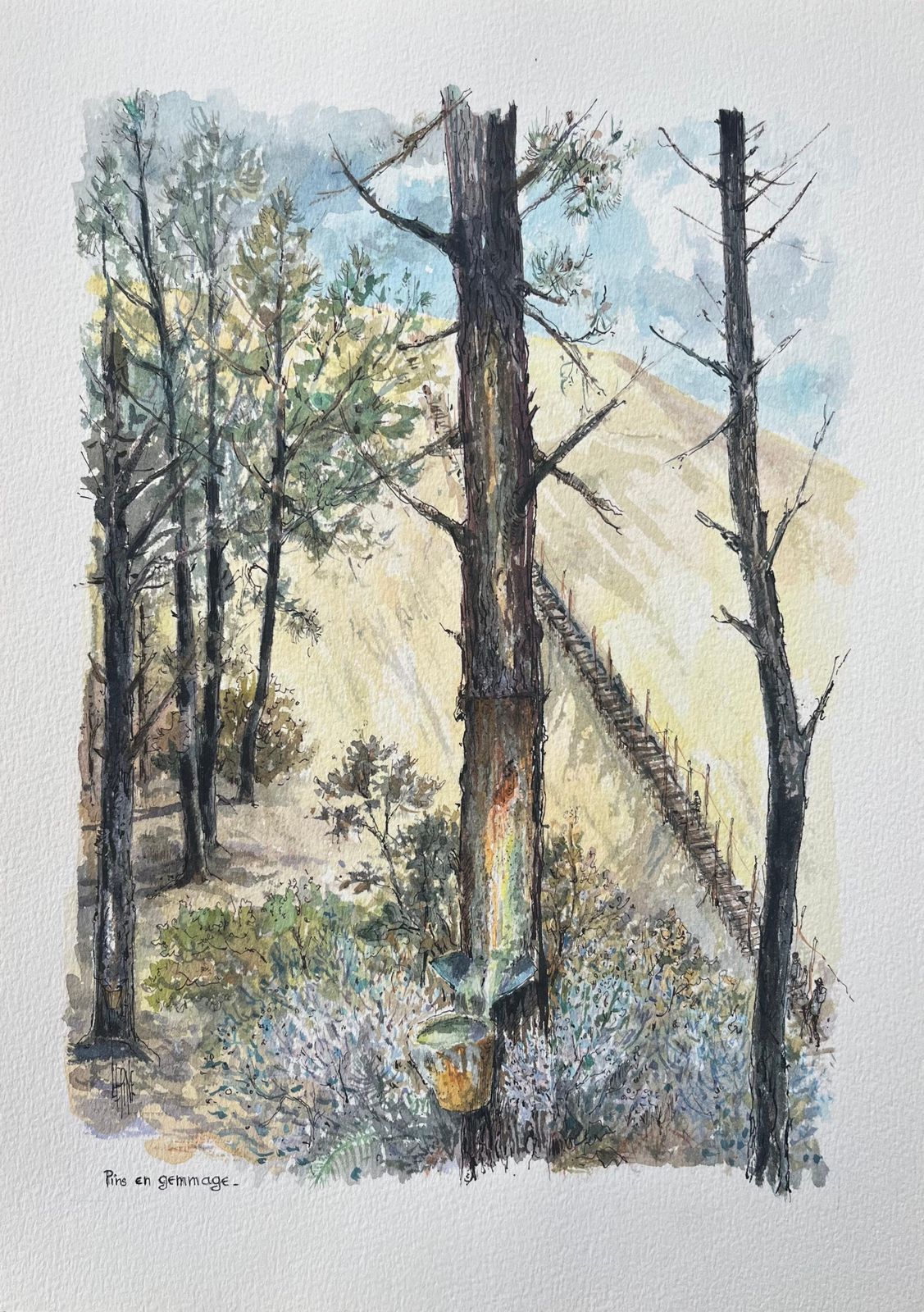 Robert Lepine (1929   2017)french Watercolor Painting Of “Pin En Gemmage” In Forested Dunes20th Century