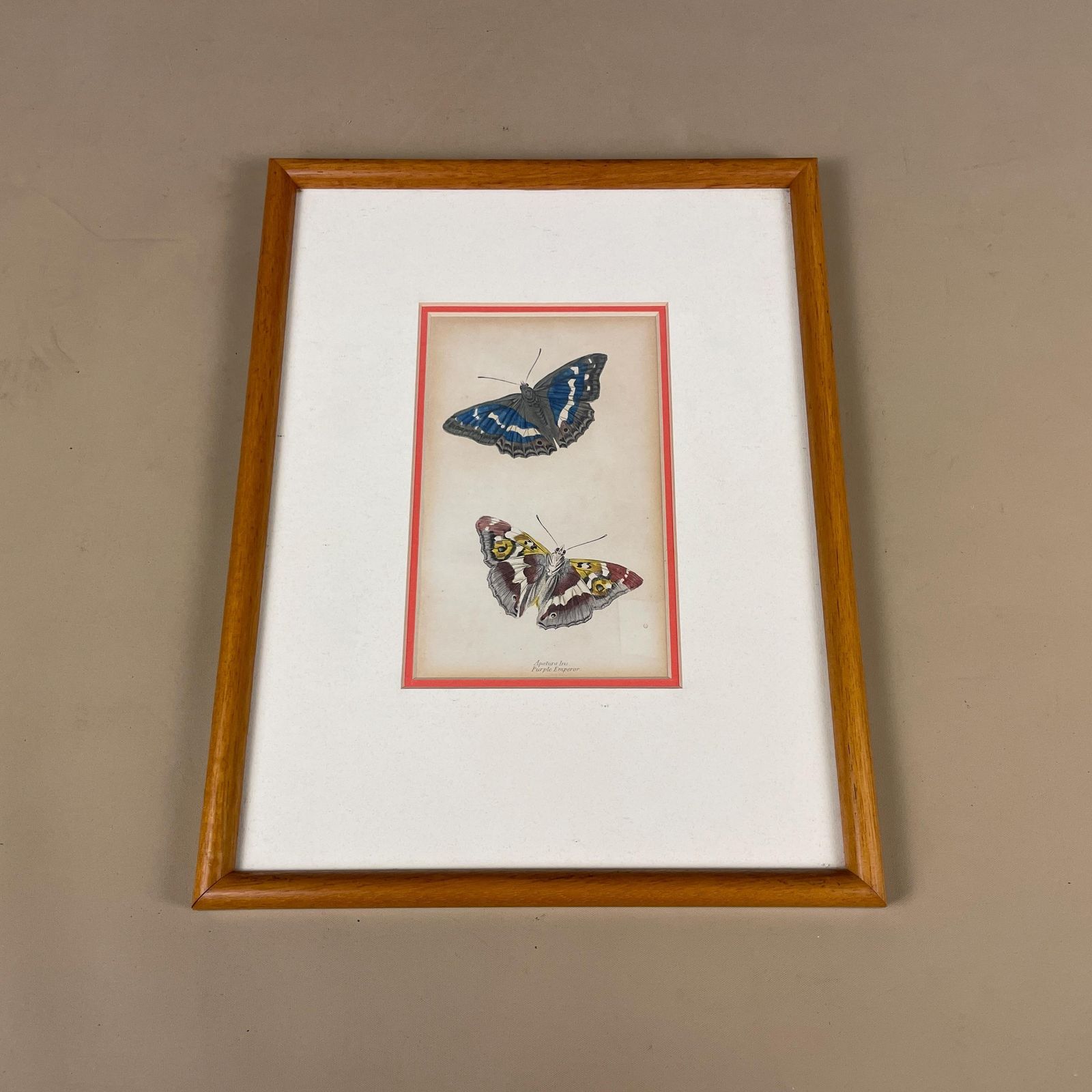 Antiquarian Hand Coloured Butterfly Print/Original C.1835 Jardine Naturalists Library Framed From Old Book Scientific Illustration photo furniture