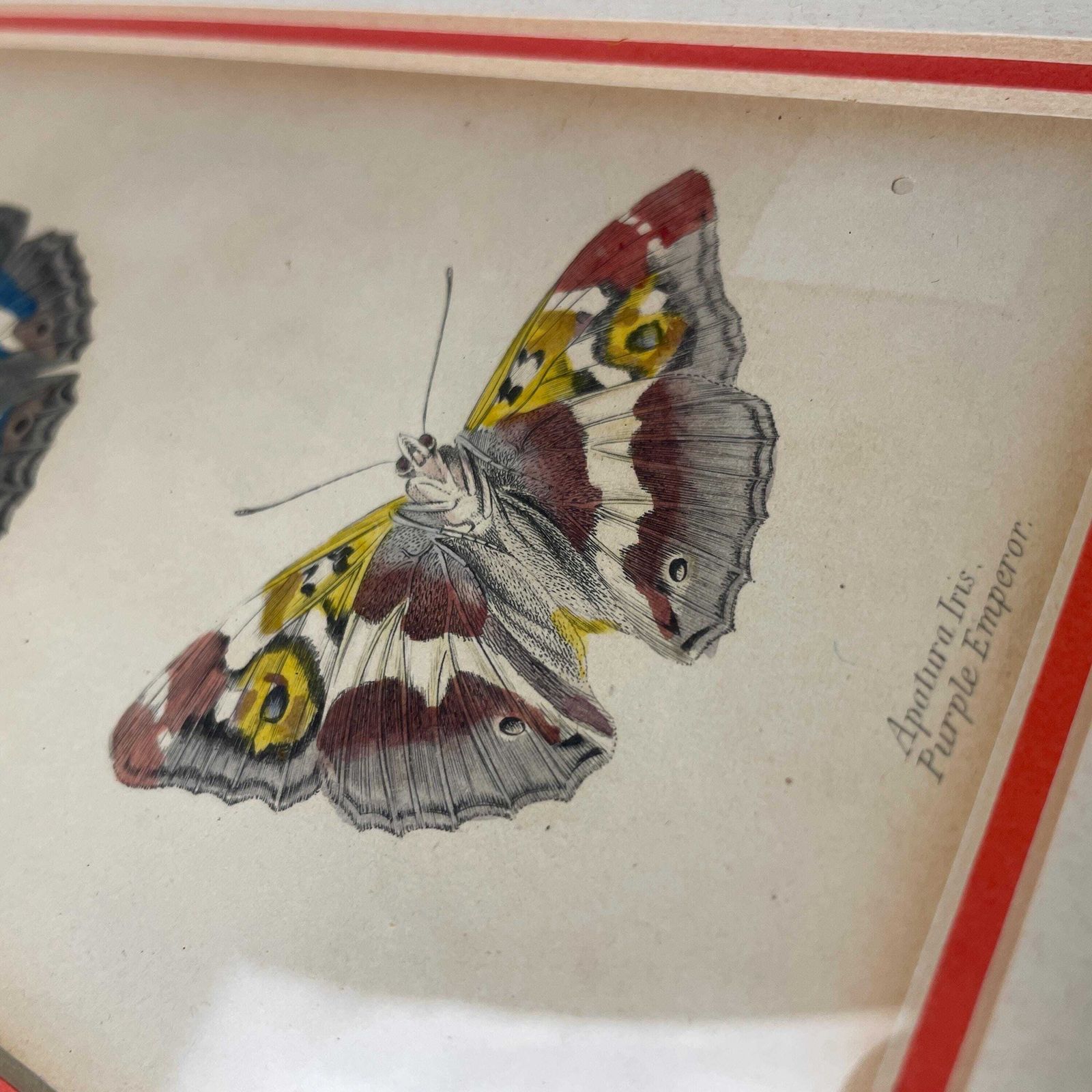photo furniture Antiquarian Hand Coloured Butterfly Print/Original C.1835 Jardine Naturalists Library Framed From Old Book Scientific Illustration