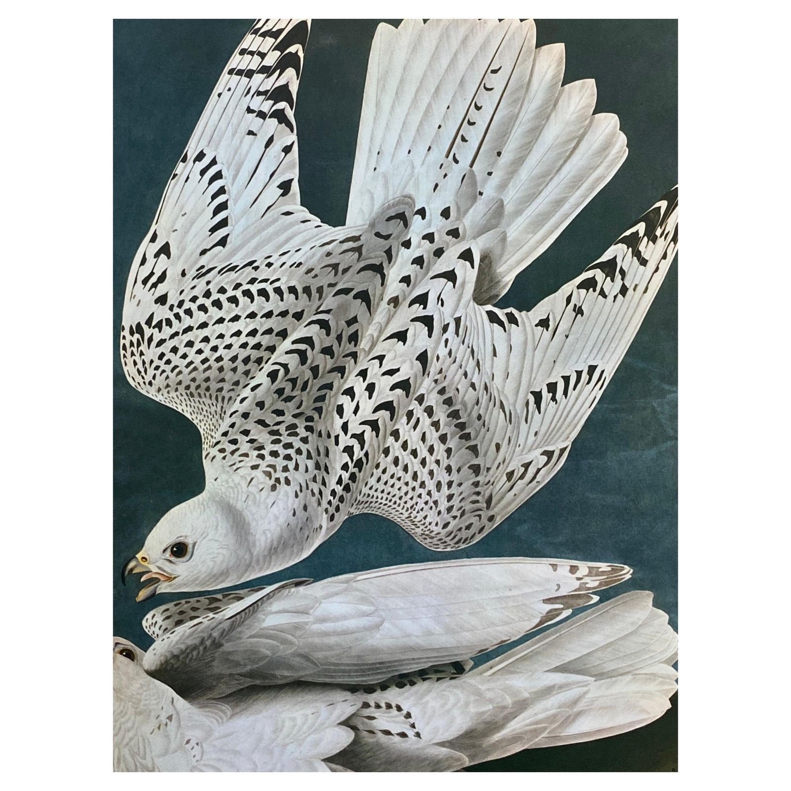 Unknown Large Classical Bird Color Print After John James Audubon  Iceland Or Ler Falcon 20th Century