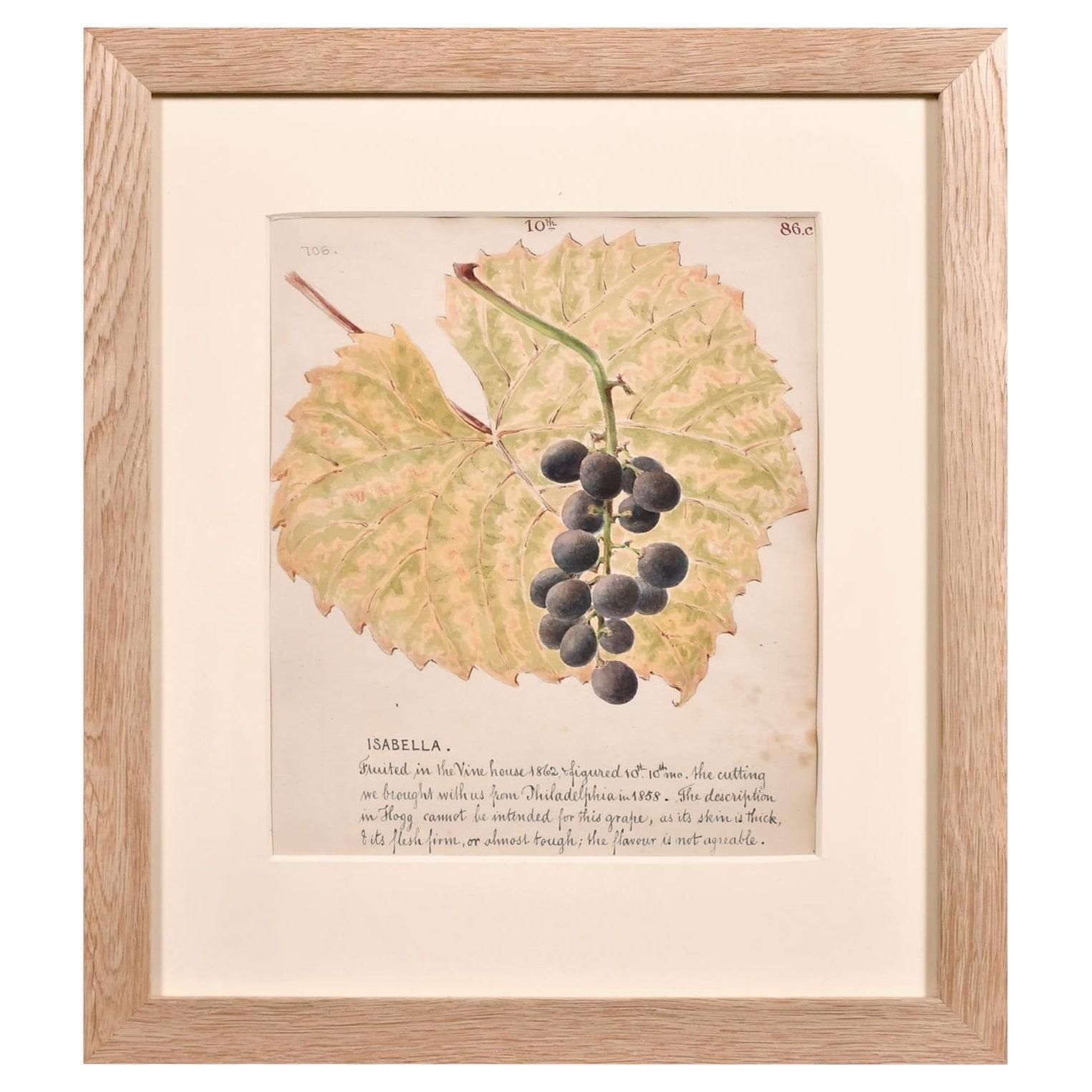 Unknown Fine 1860's Botannical Watercolour Drawing   Isabella Grapes On The Vine Circa 1860s