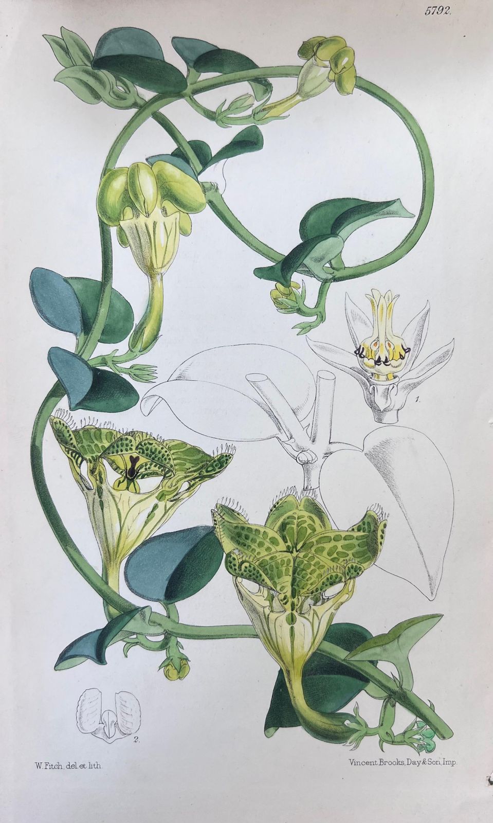 Set Of Six Fine Antique British Hand Coloured Botanical Prints Circa 1900's photo Art