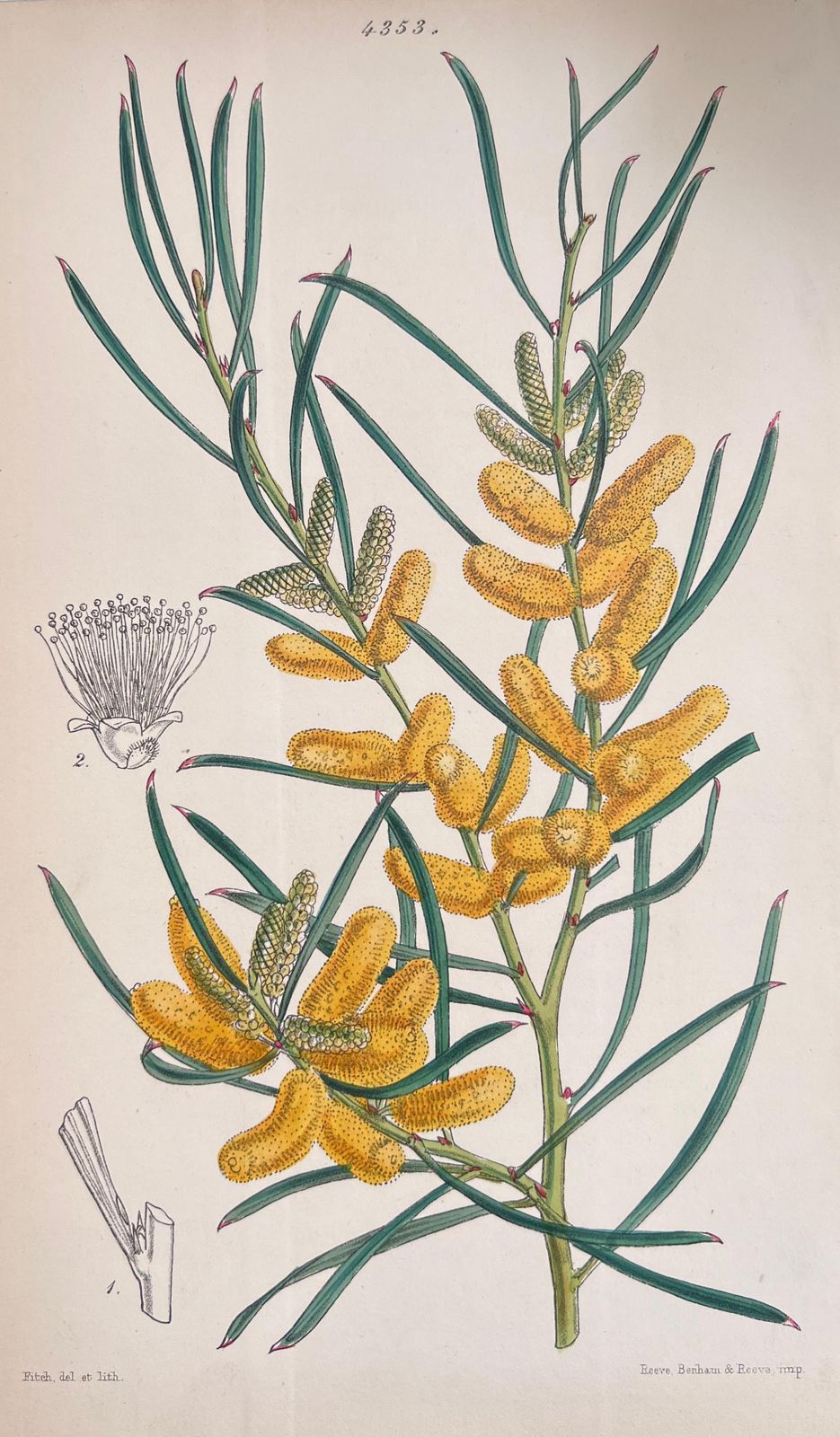 Unknown Set Of Six Fine Antique British Hand Coloured Botanical Prints, Circa 1900's Early Mid 19th Century photo for sale