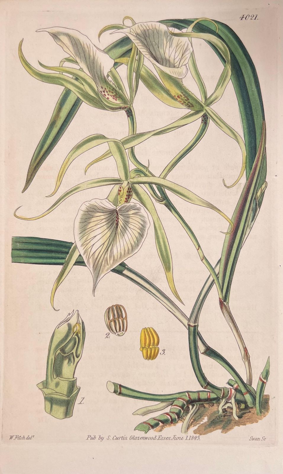 Unknown Set Of Six Fine Antique British Hand Coloured Botanical Prints, Circa 1900's Early Mid 19th Century photo 400.0
