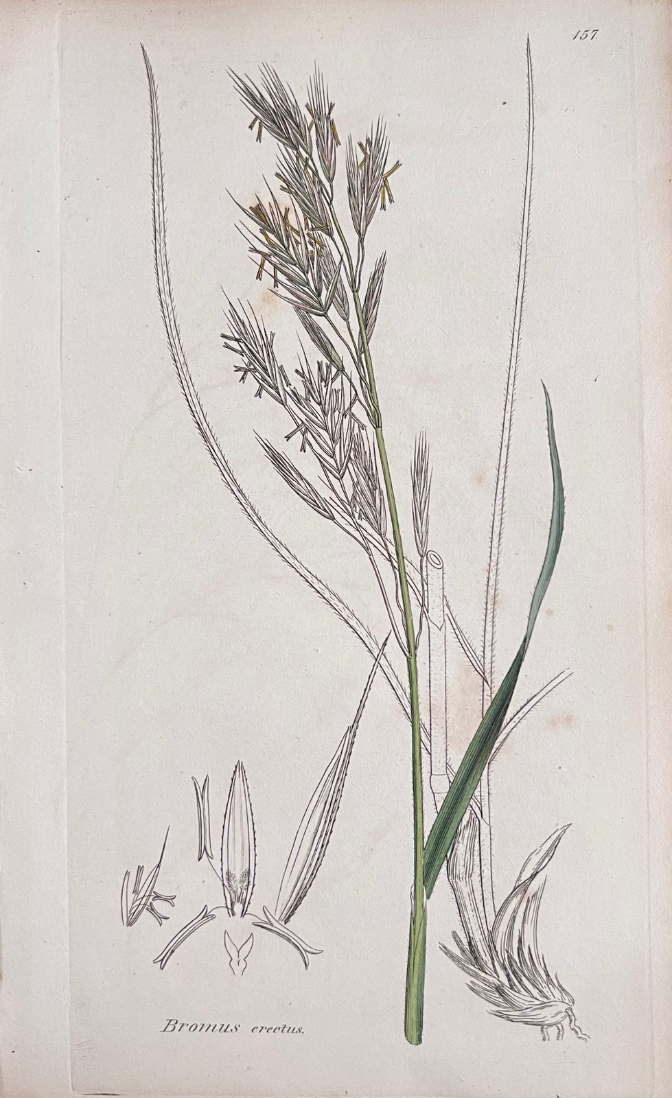 Unknown Set Of Six Fine Antique British Hand Coloured Botanical Prints, Circa 1900's Early Mid 19th Century photo Art