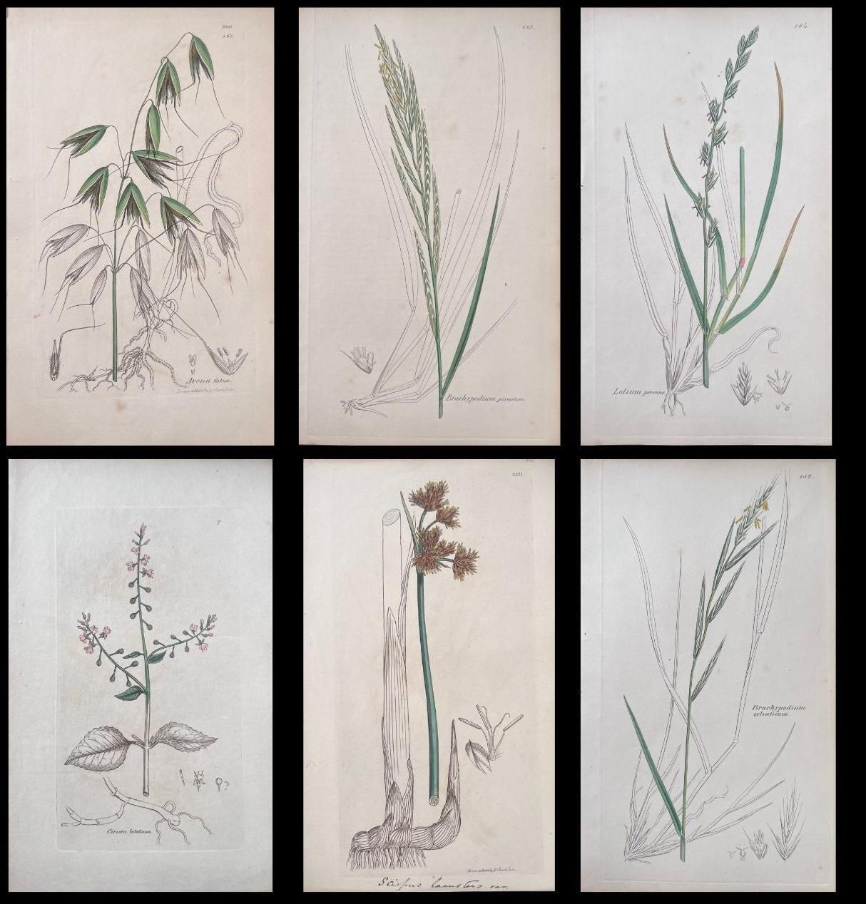 Unknown Set Of Six Fine Antique British Hand Coloured Botanical Prints, Circa 1900's Early Mid 19th Century