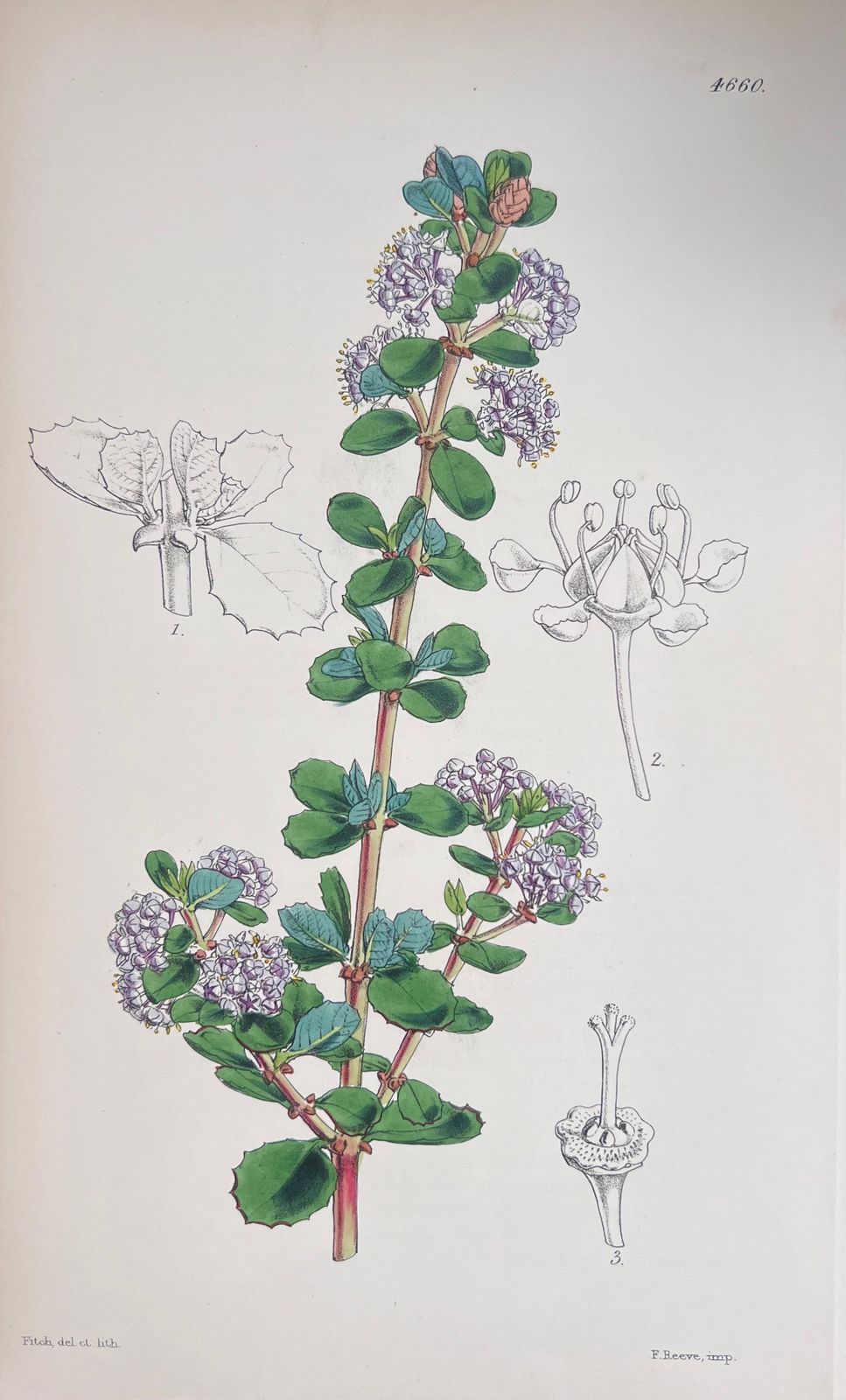 Unknown Set Of Six Fine Antique British Hand Coloured Botanical Prints, Circa 1900's Early Mid 19th Century photo furniture