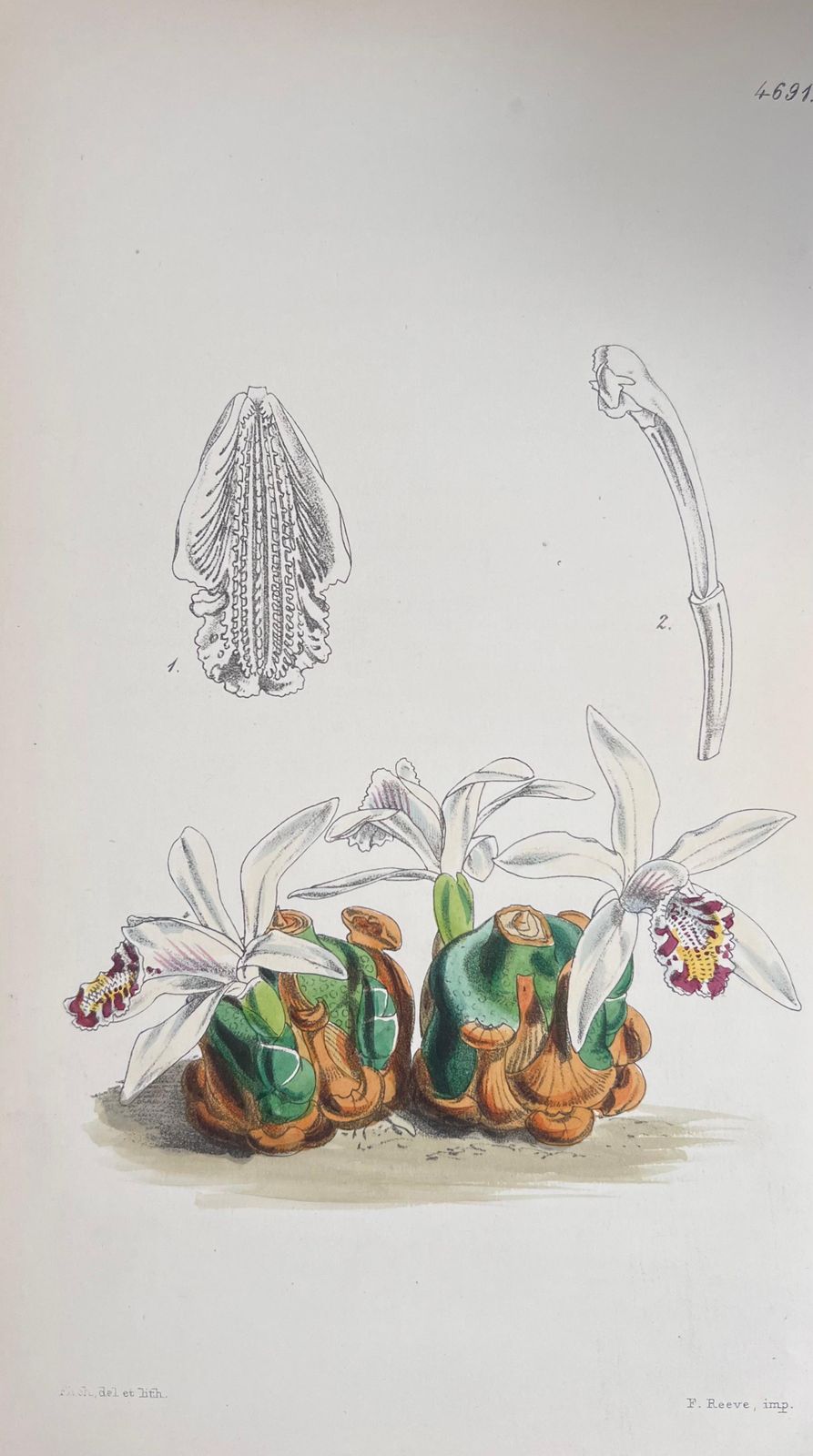 Unknown Set Of Six Fine Antique British Hand Coloured Botanical Prints, Circa 1900's Early Mid 19th Century photo 400.0